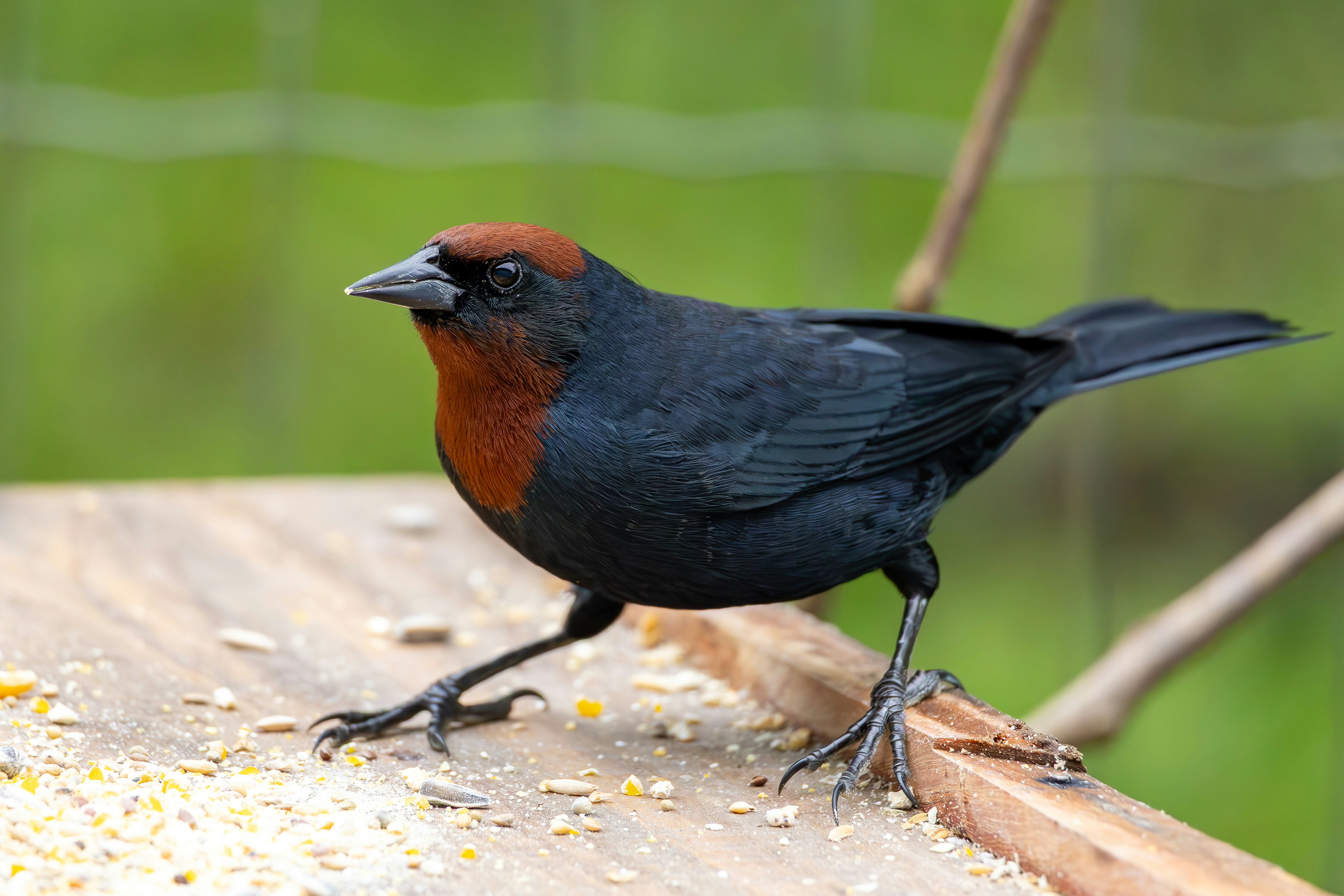 Photo by matheuskprot