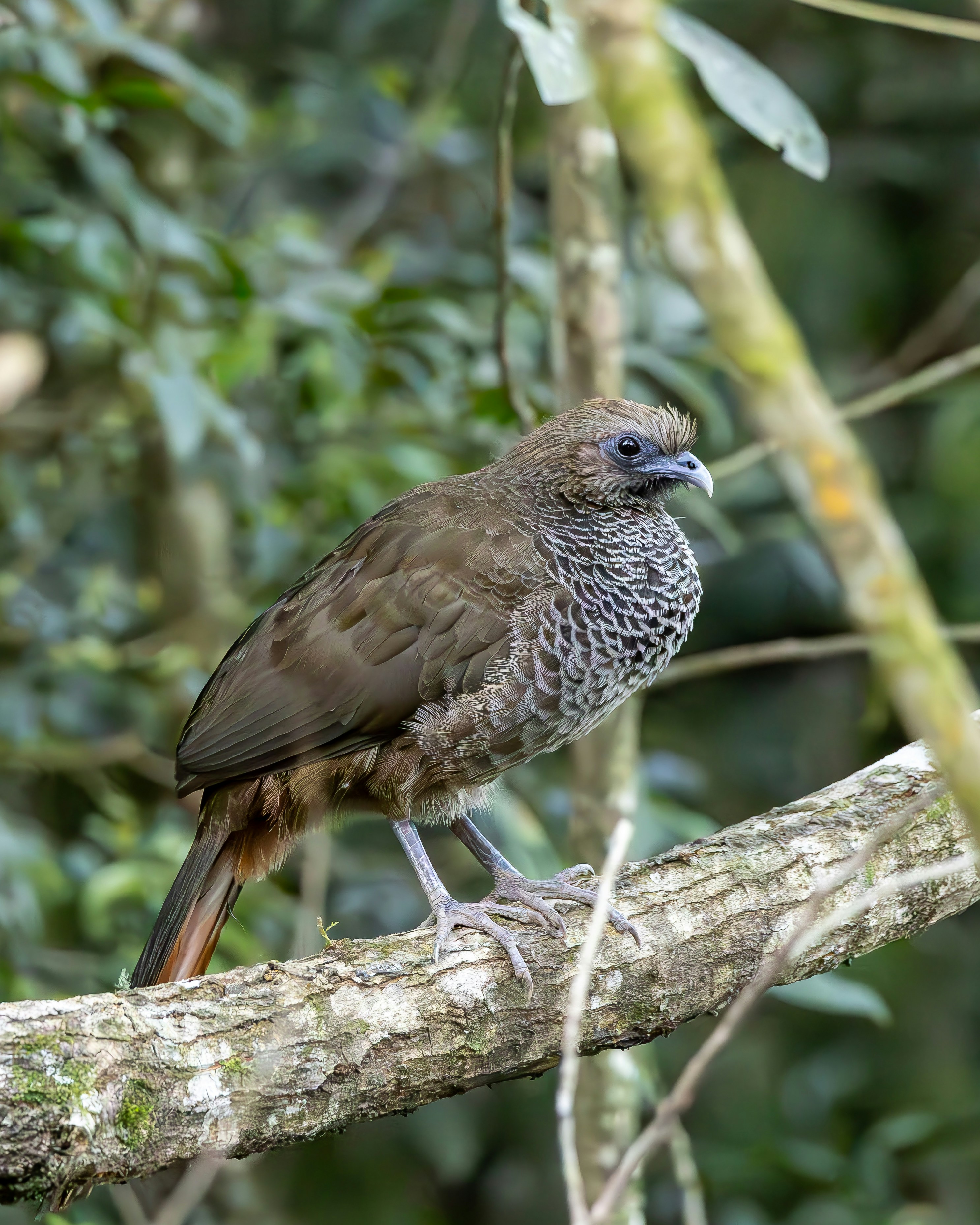 Photo by matheuskprot