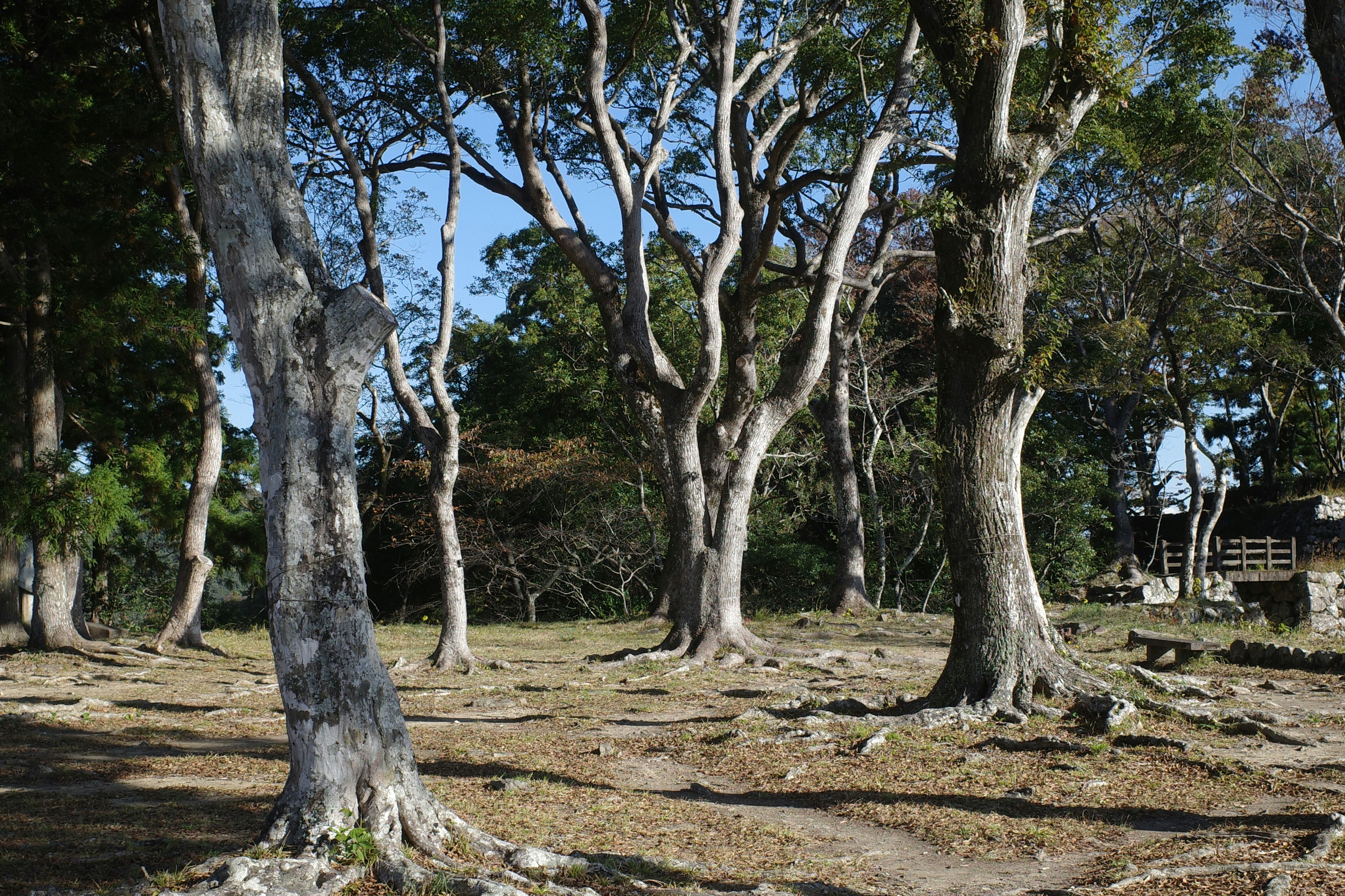 Bare trees in a dry, grassy clearing.