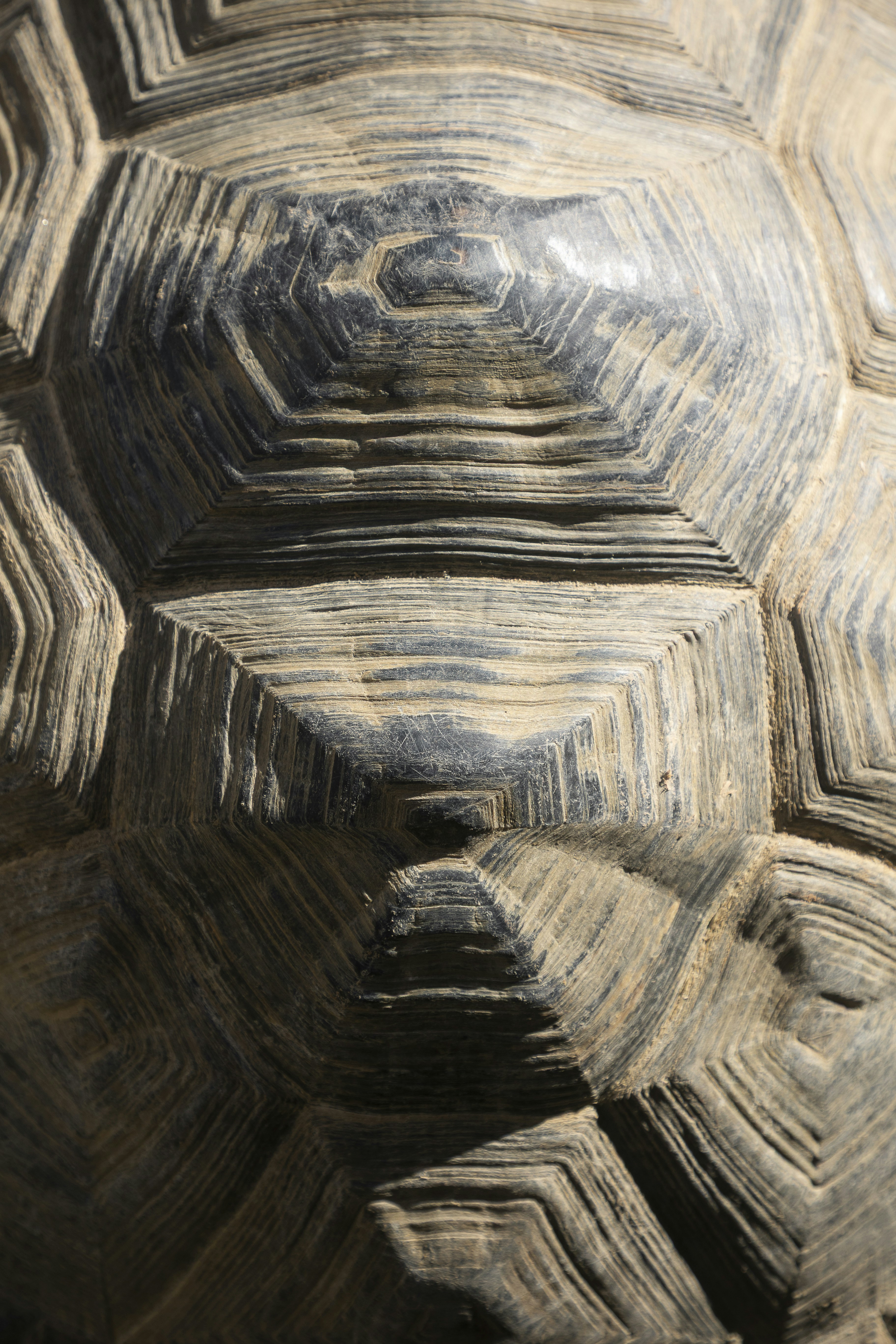 Close-up of a tortoise shell pattern - 相关推荐