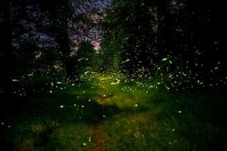 Fireflies glowing in a dark forest at night.