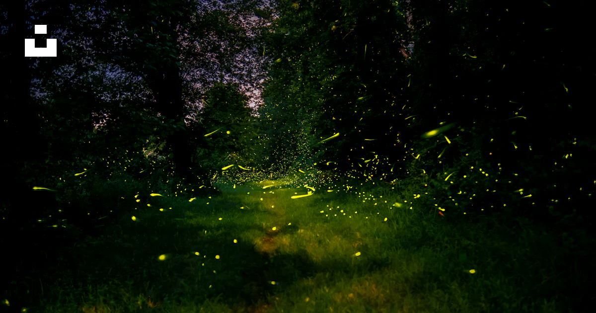 Fireflies glowing in a dark forest at night. photo – Free Forest Image ...