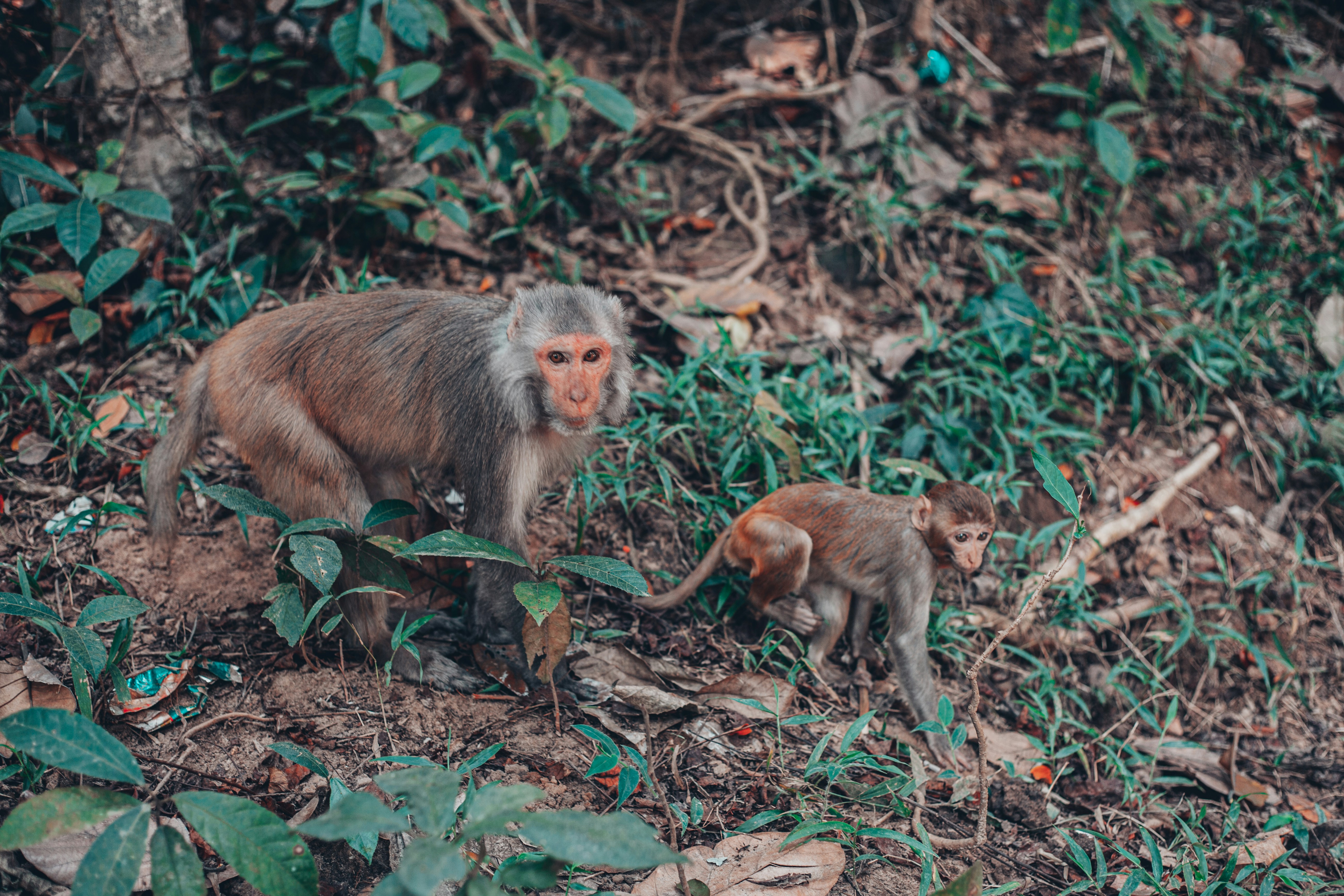 Decoding Your Pet's Behavior: Learning from Social Dynamics