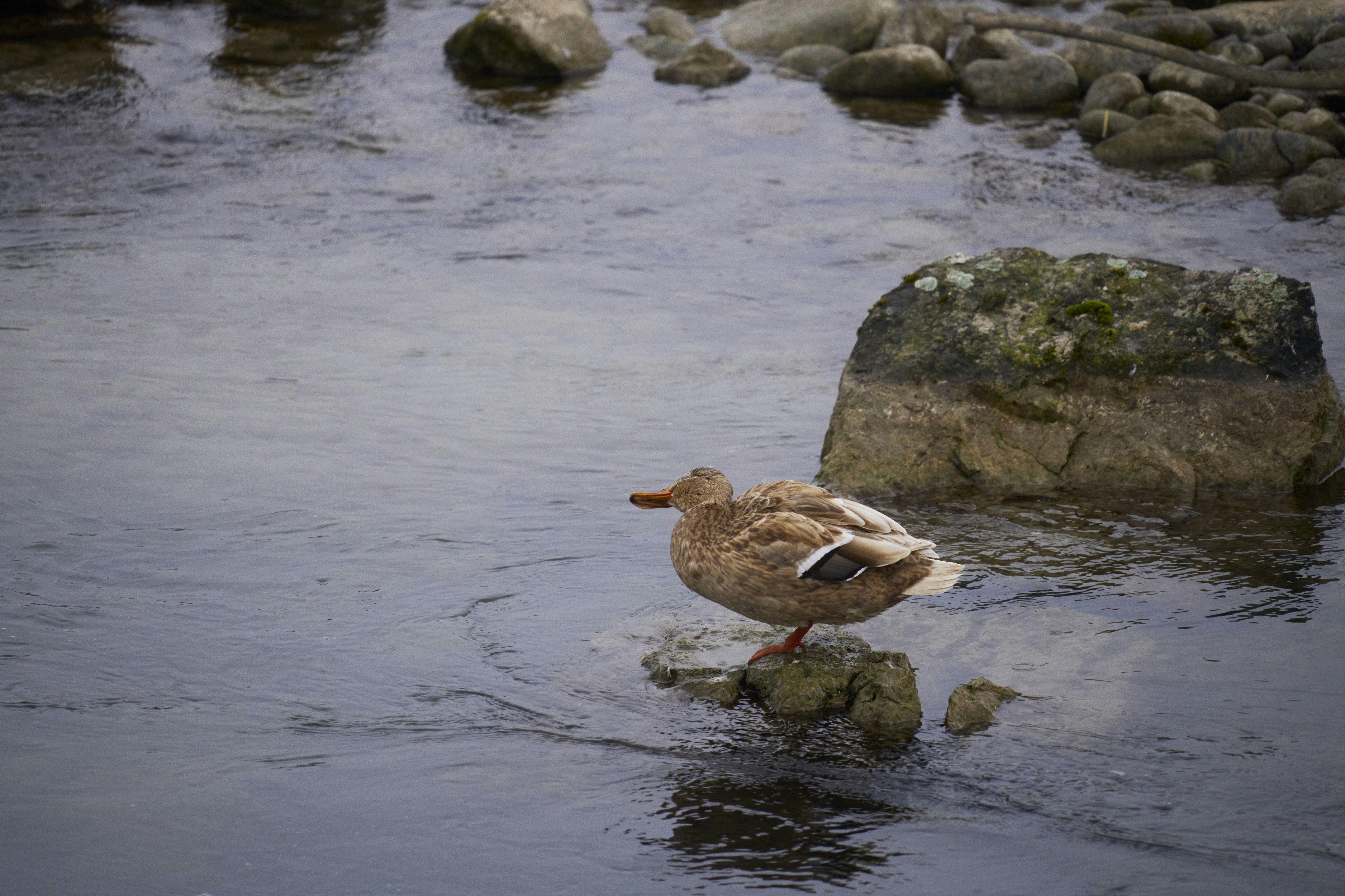 Photo by wolfgang_hasselmann