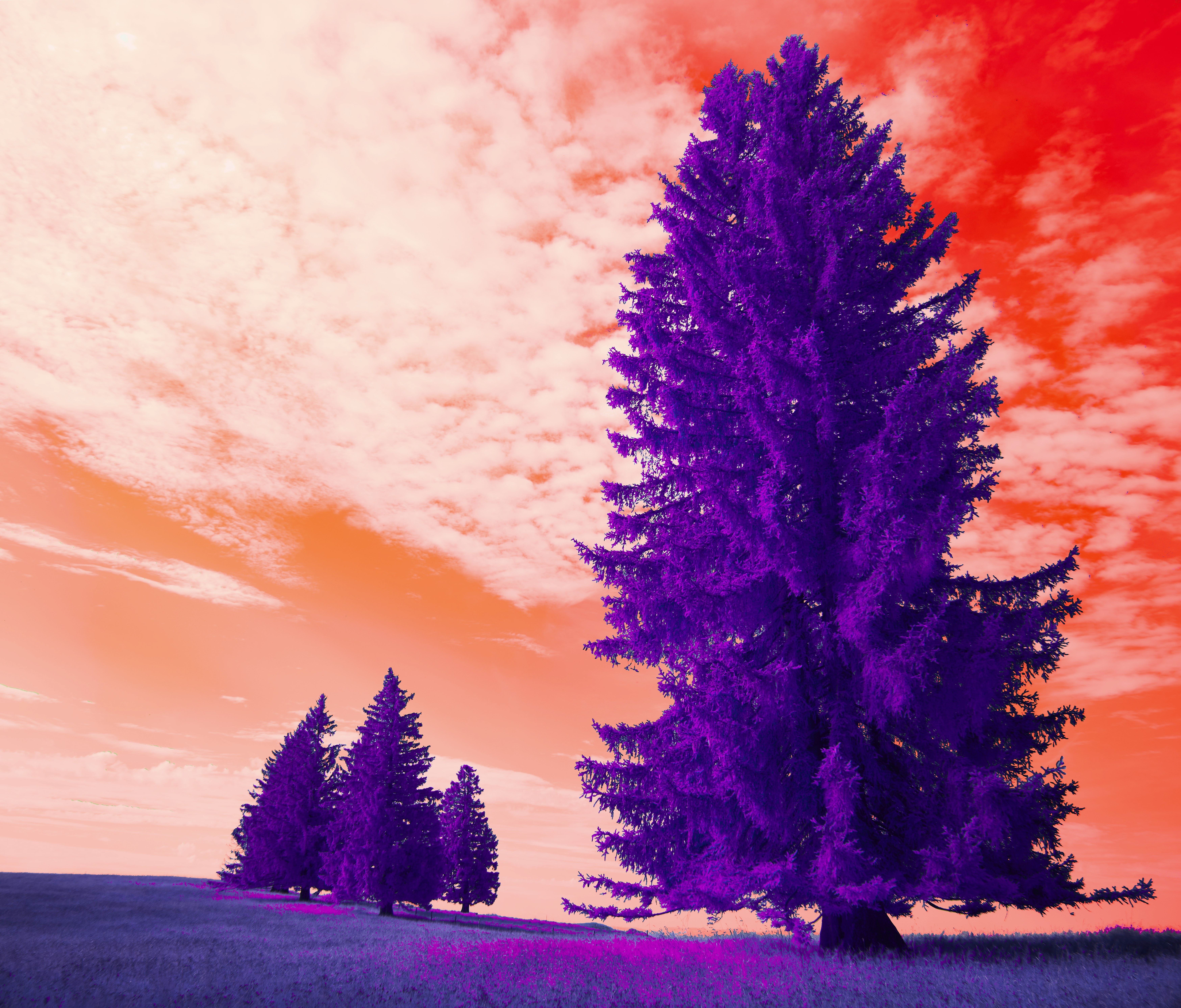 Tall purple tree against a vibrant orange sky