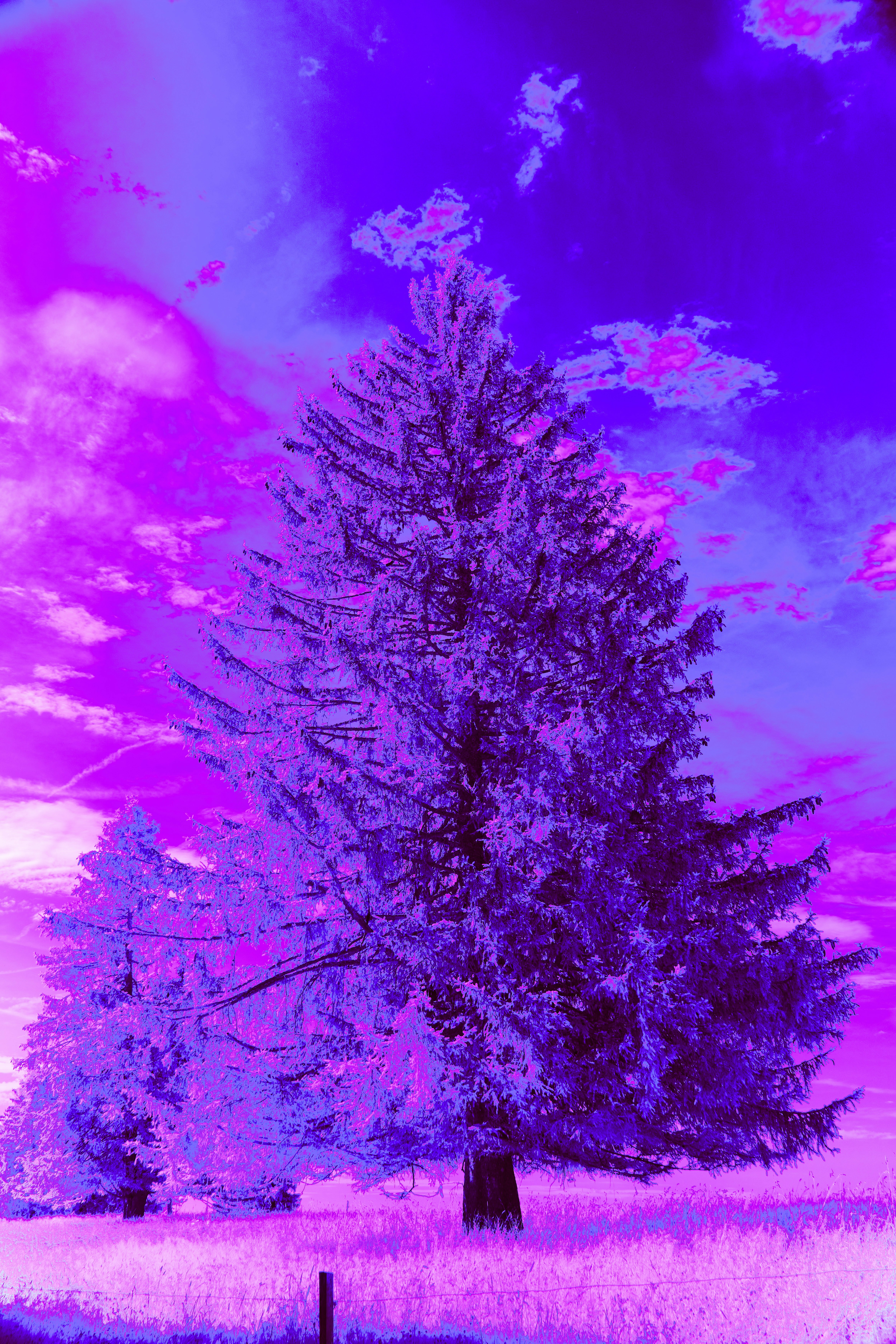 Tall pine trees under a vibrant purple and pink sky