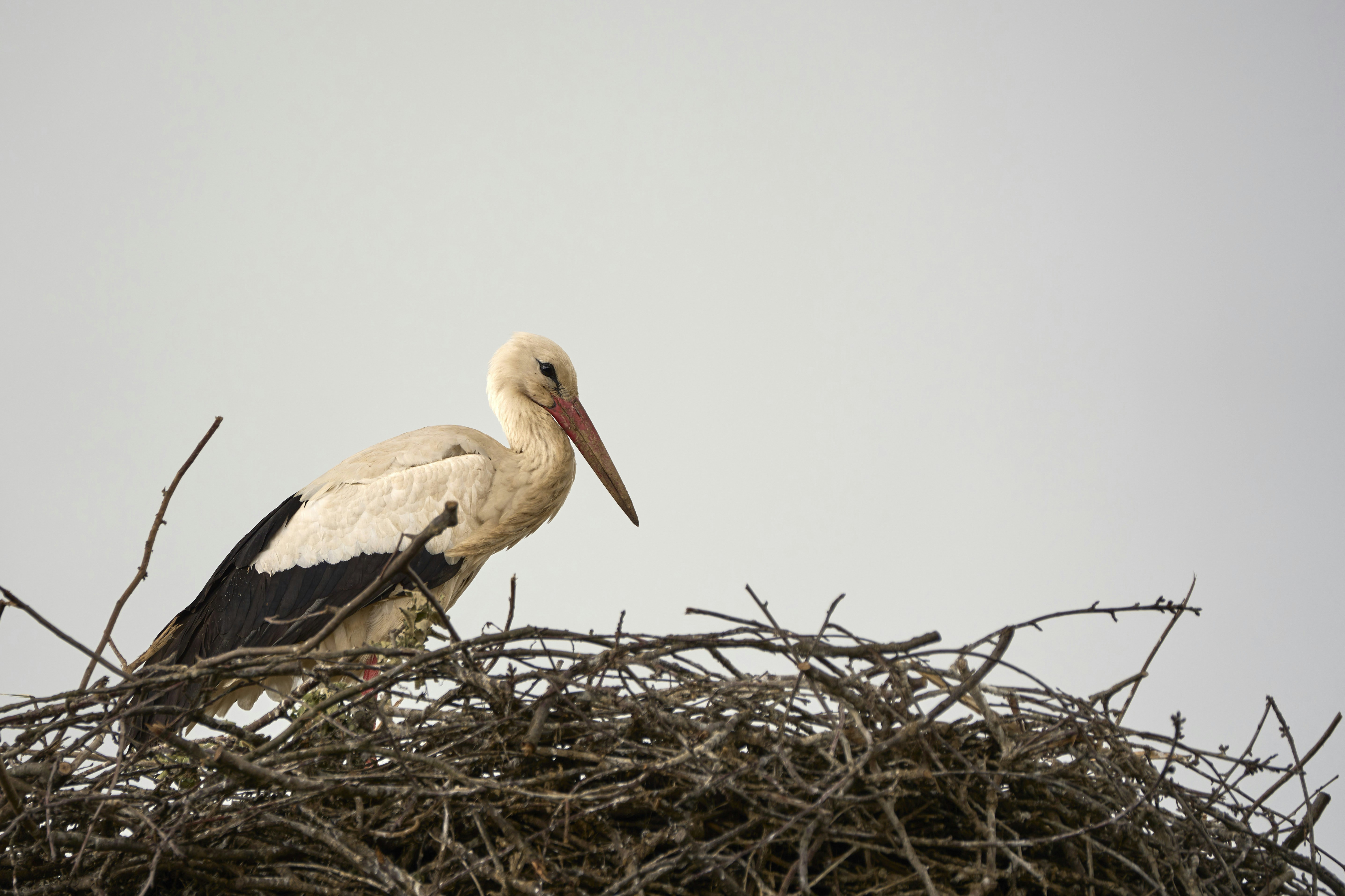 Photo by wolfgang_hasselmann