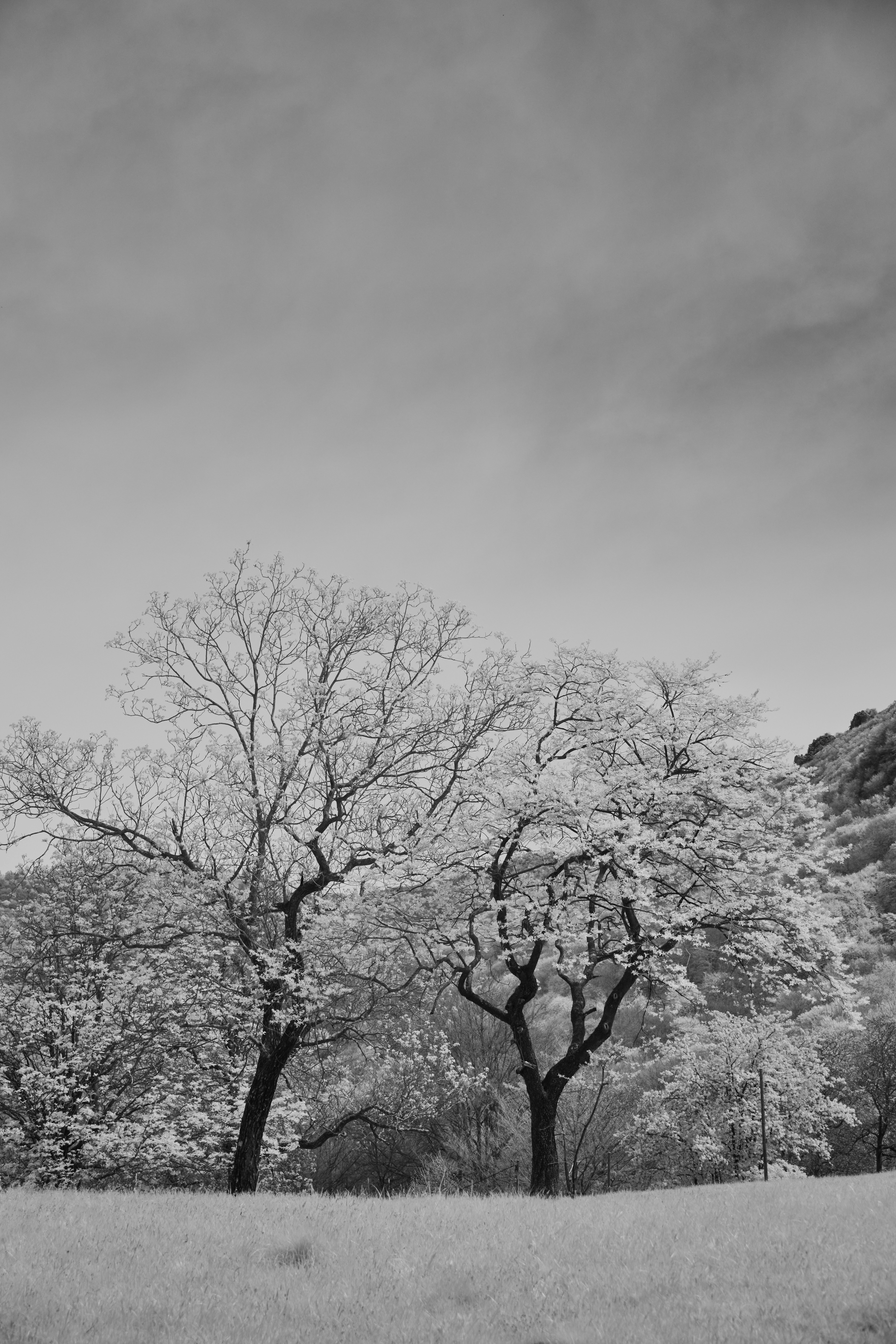 Two bare trees in a grassy field under sky