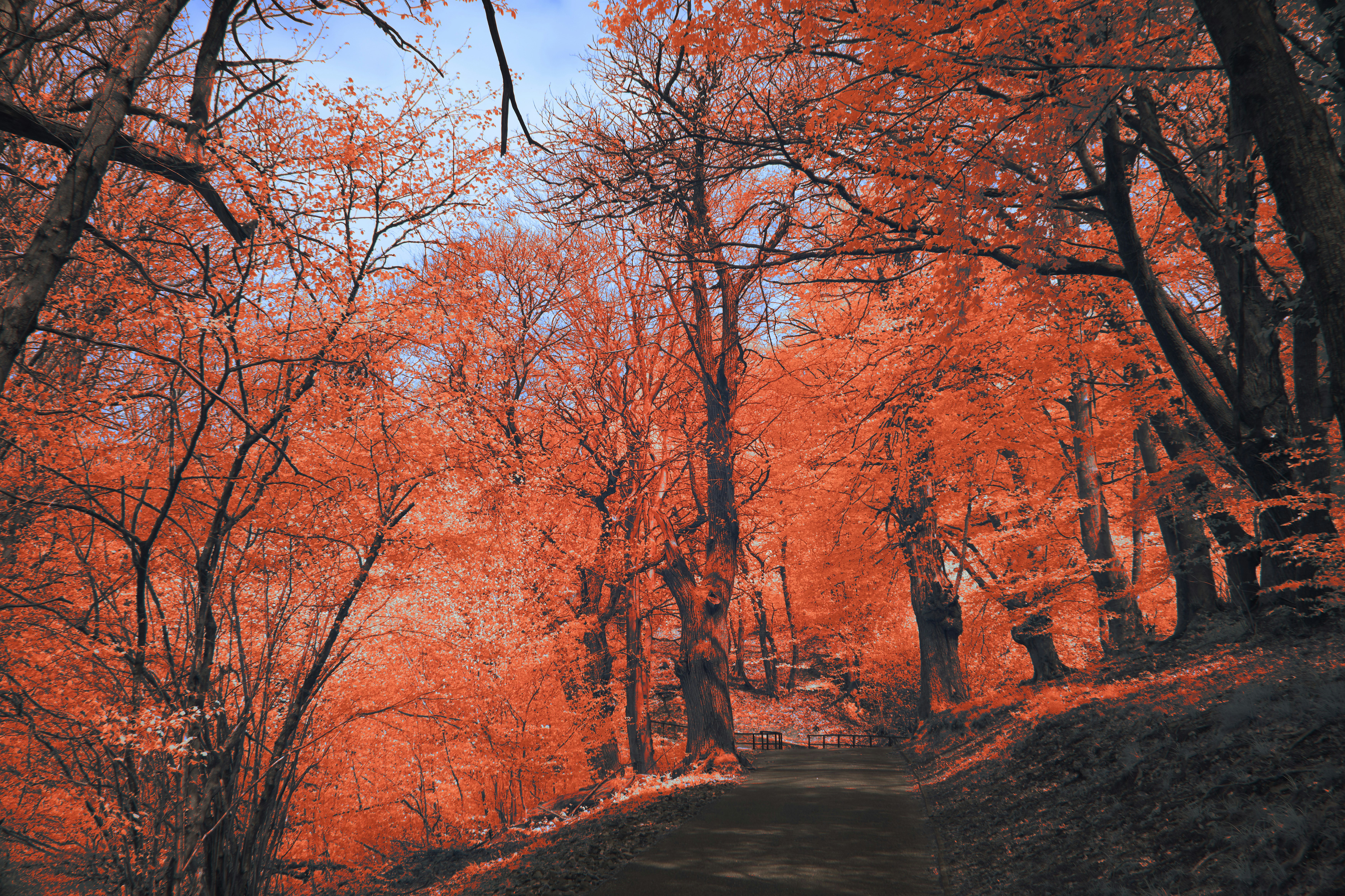Vibrant autumn forest path with red foliage.