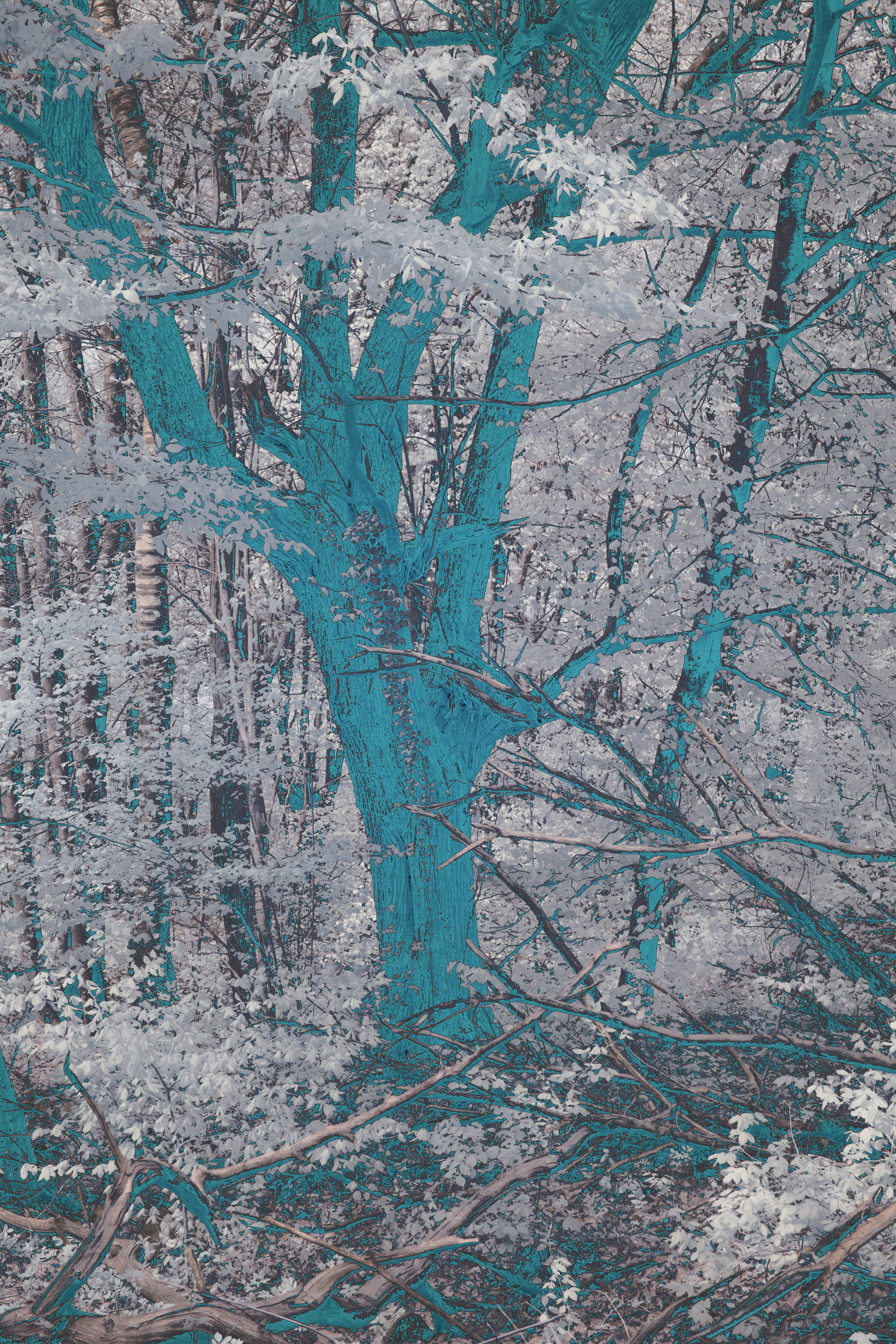 Turquoise tree trunk with white leaves in forest.