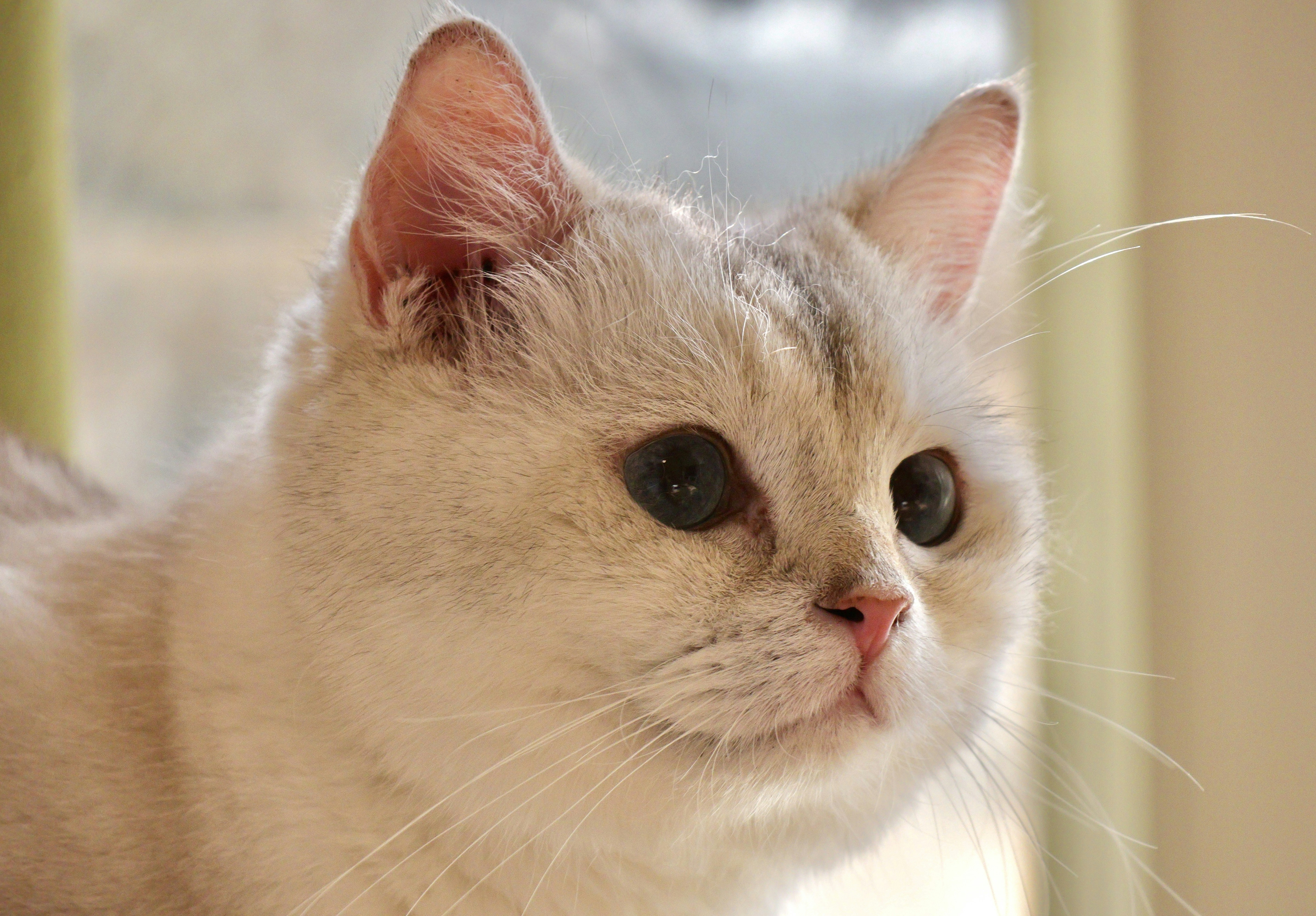 A close-up of a fluffy white cat's face.