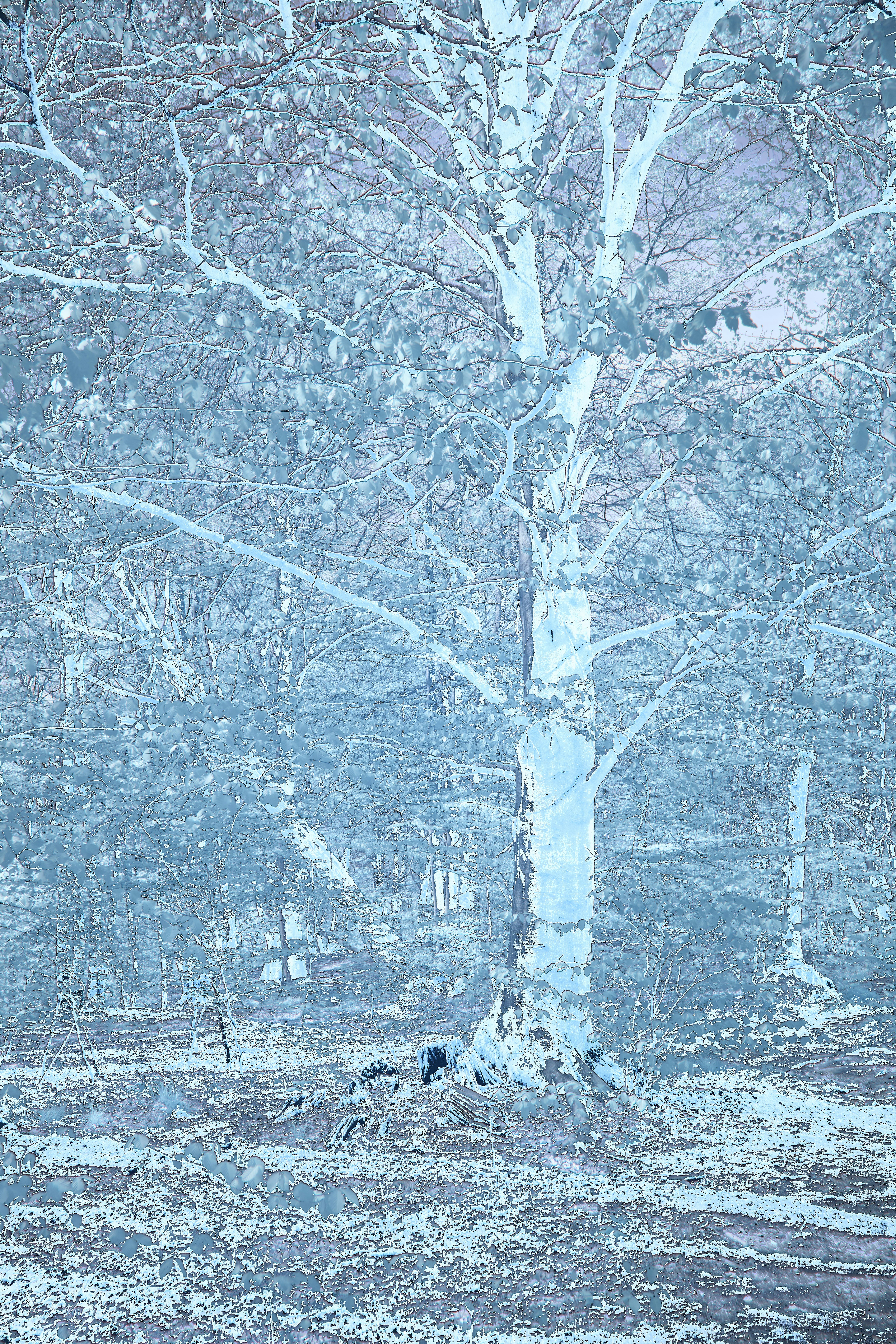 A pale blue forest with a large tree.