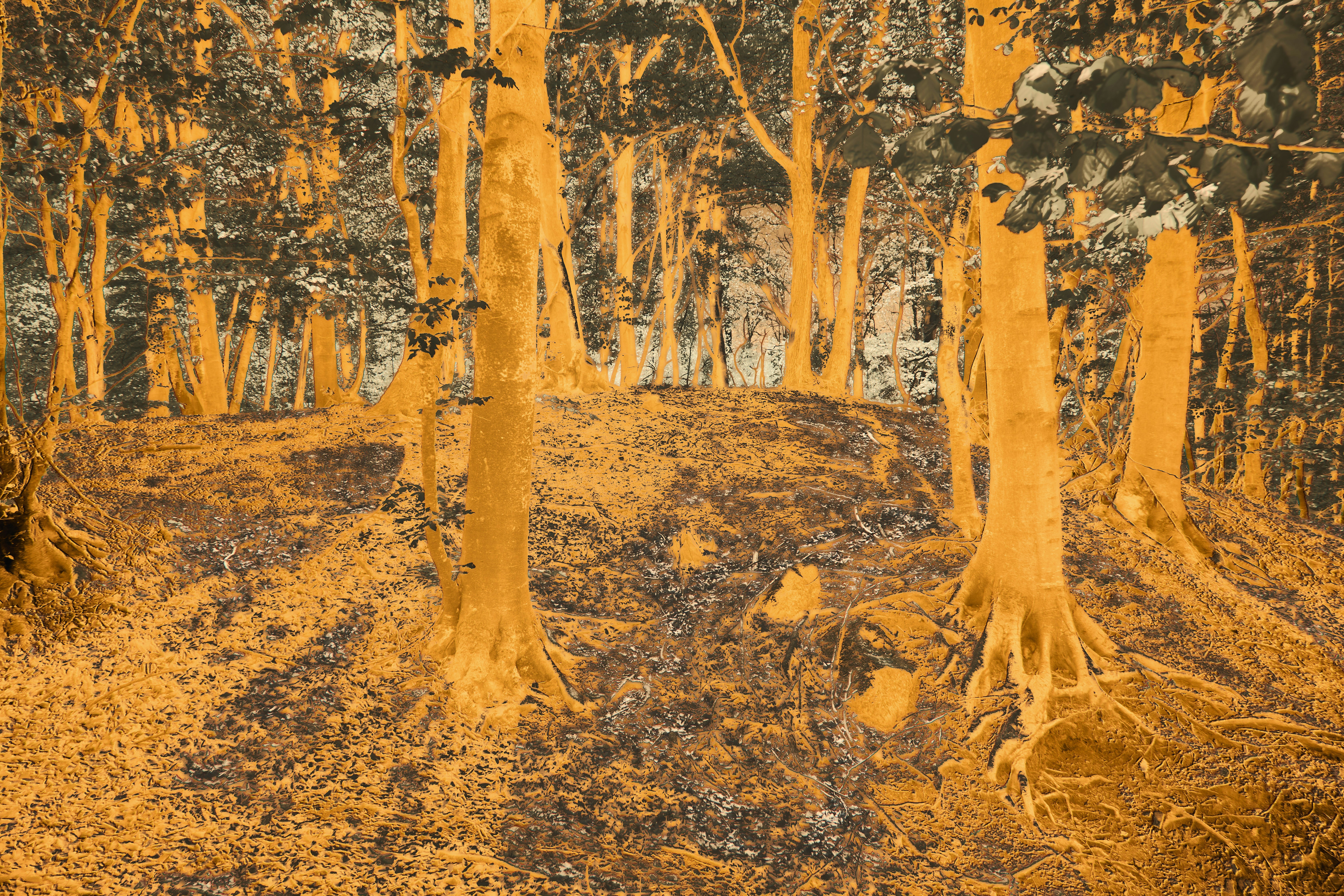 Orange forest with visible tree roots and shadows.