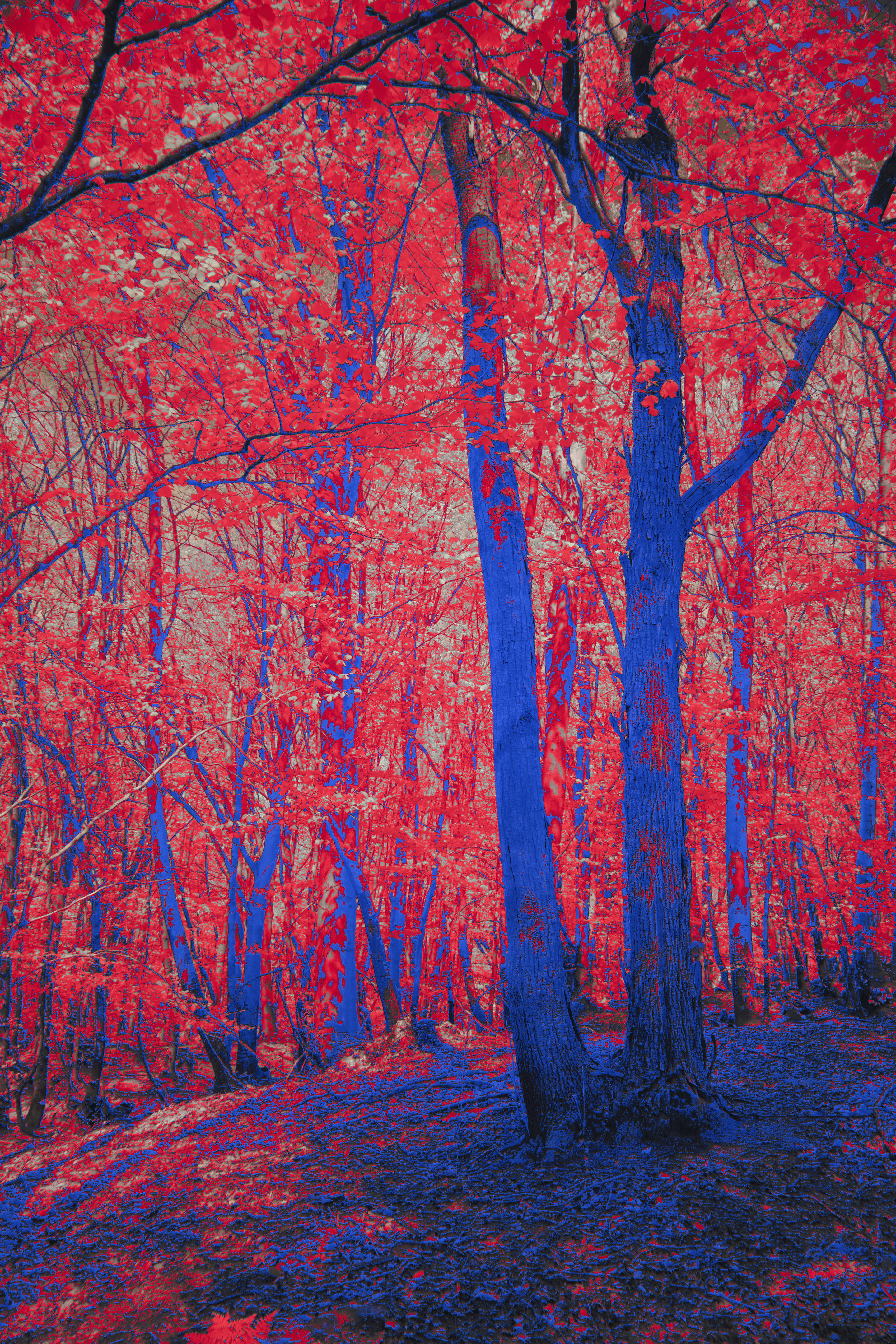 Vibrant forest with red leaves and blue trees.