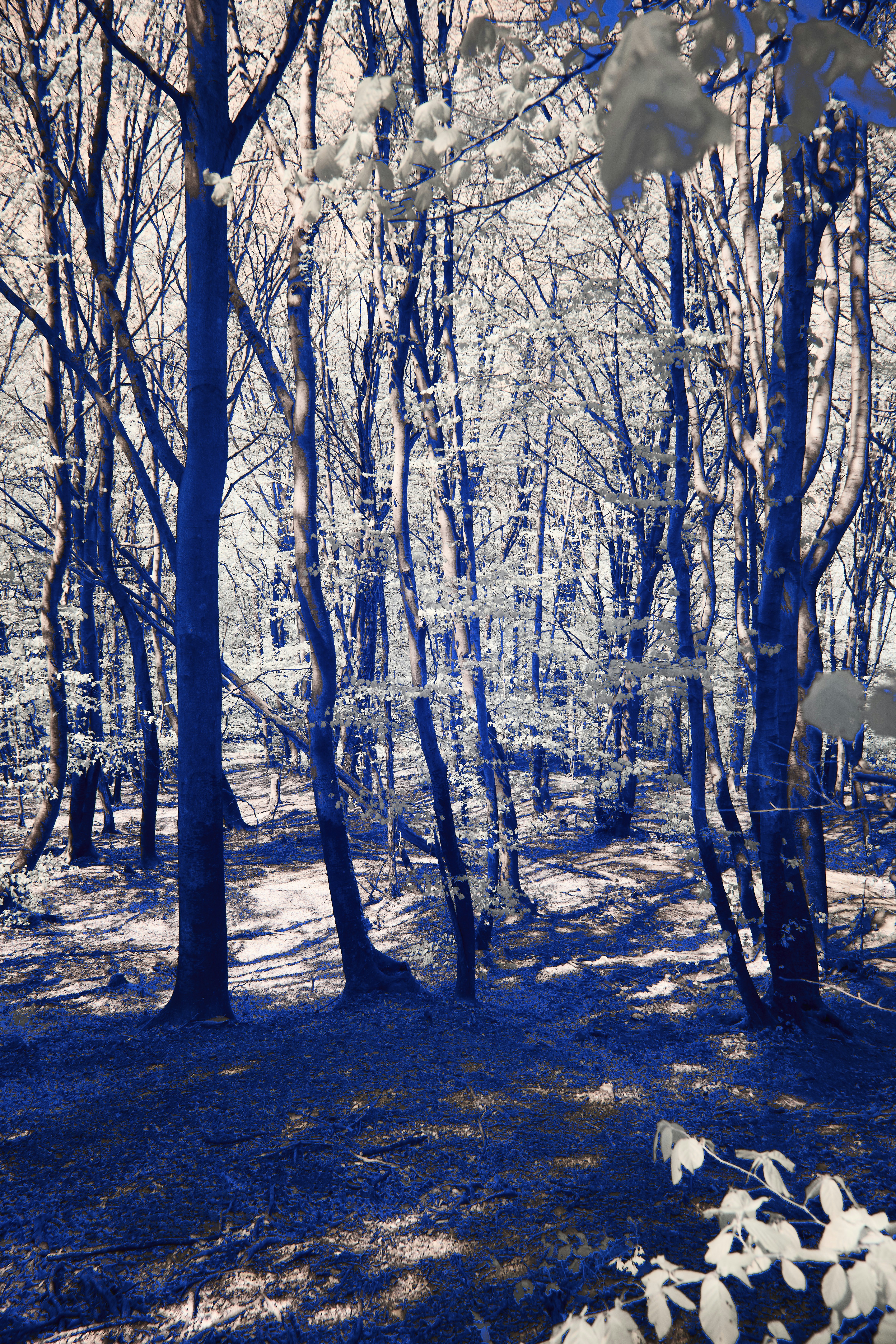 Sunlight filters through a dense forest canopy.