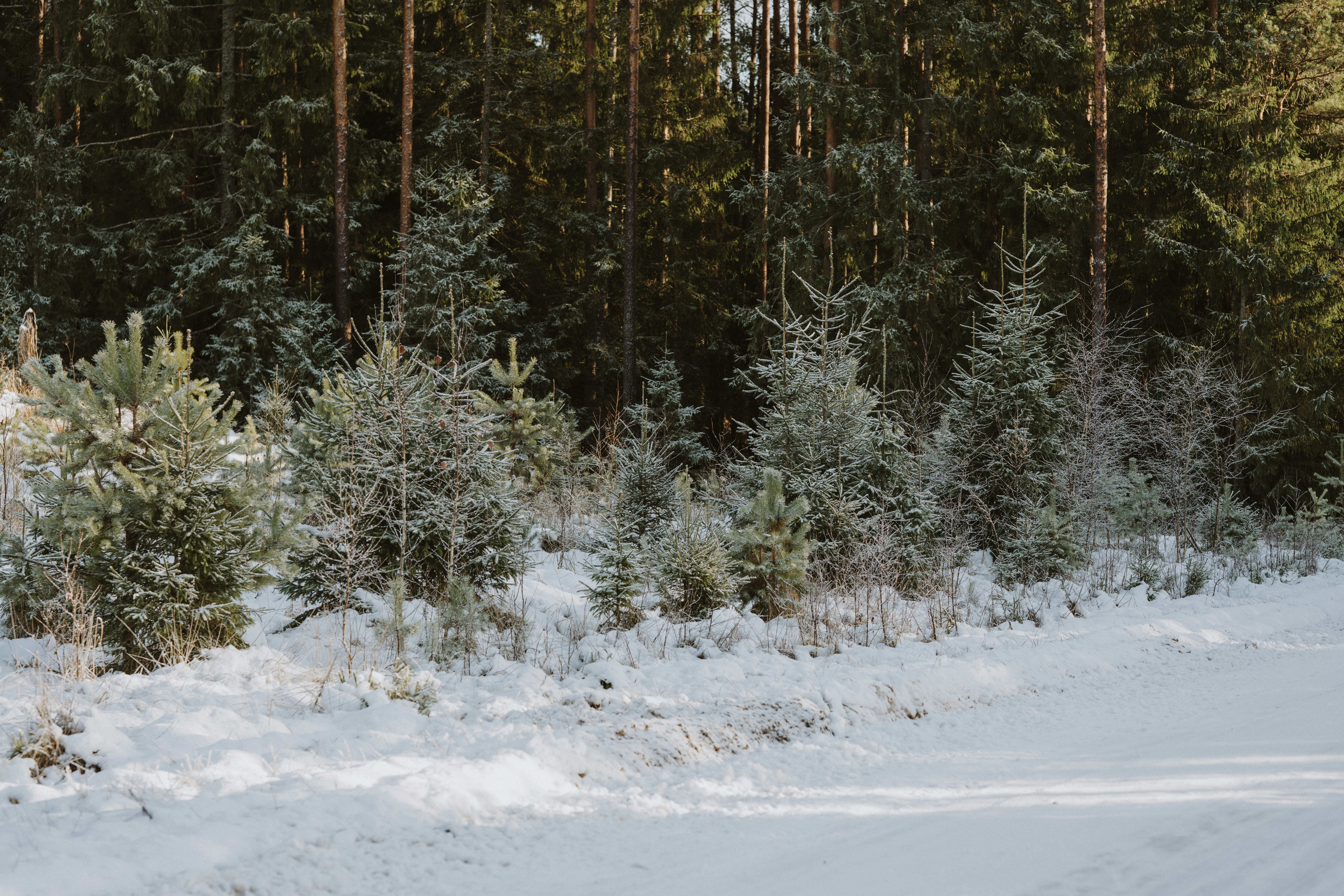 Photo by anitaaustvika