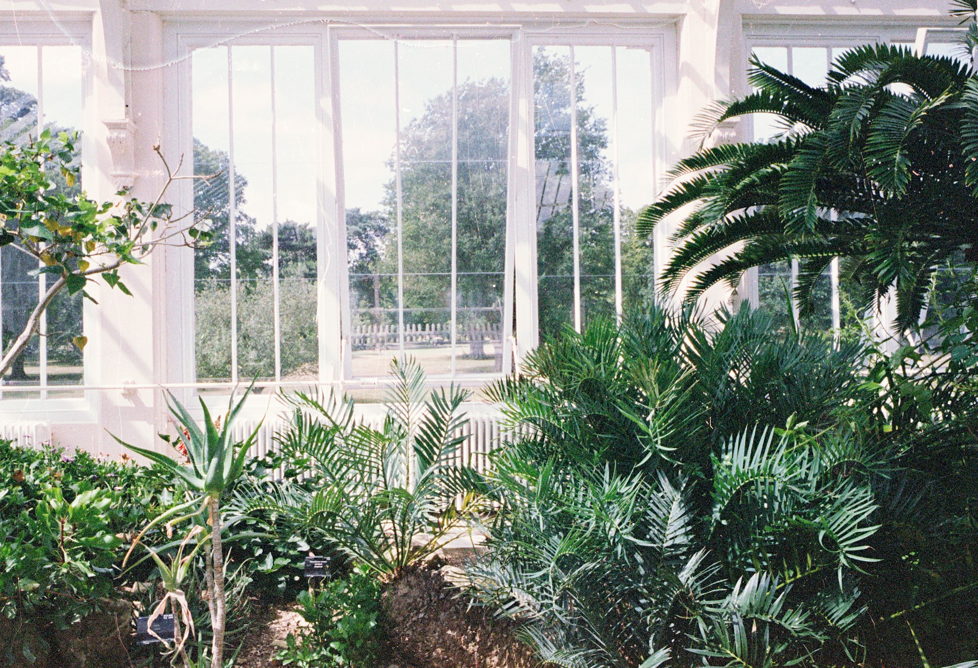 Lush plants inside a greenhouse with large windows