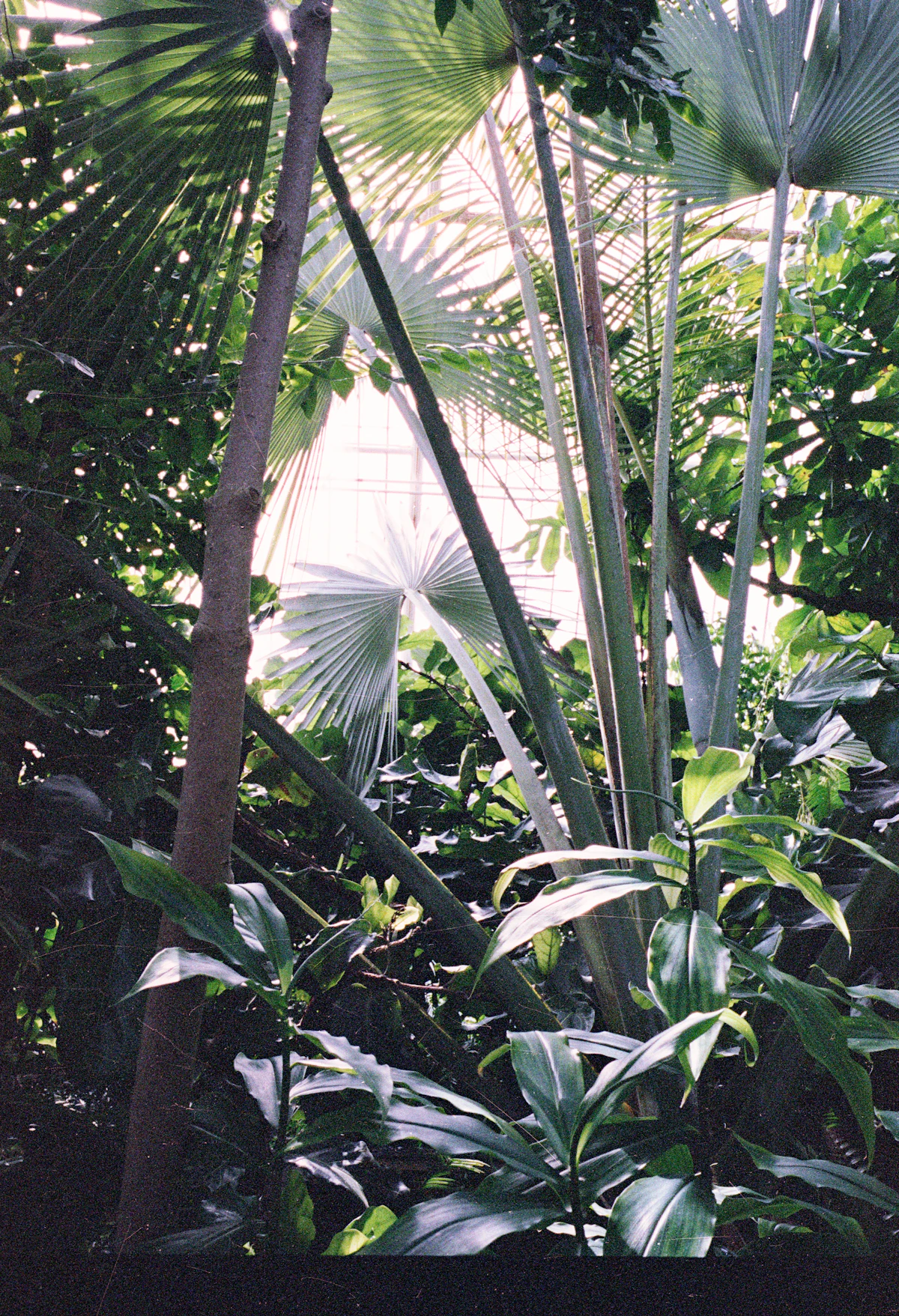 Sunlit tropical foliage grouped in a planted setting