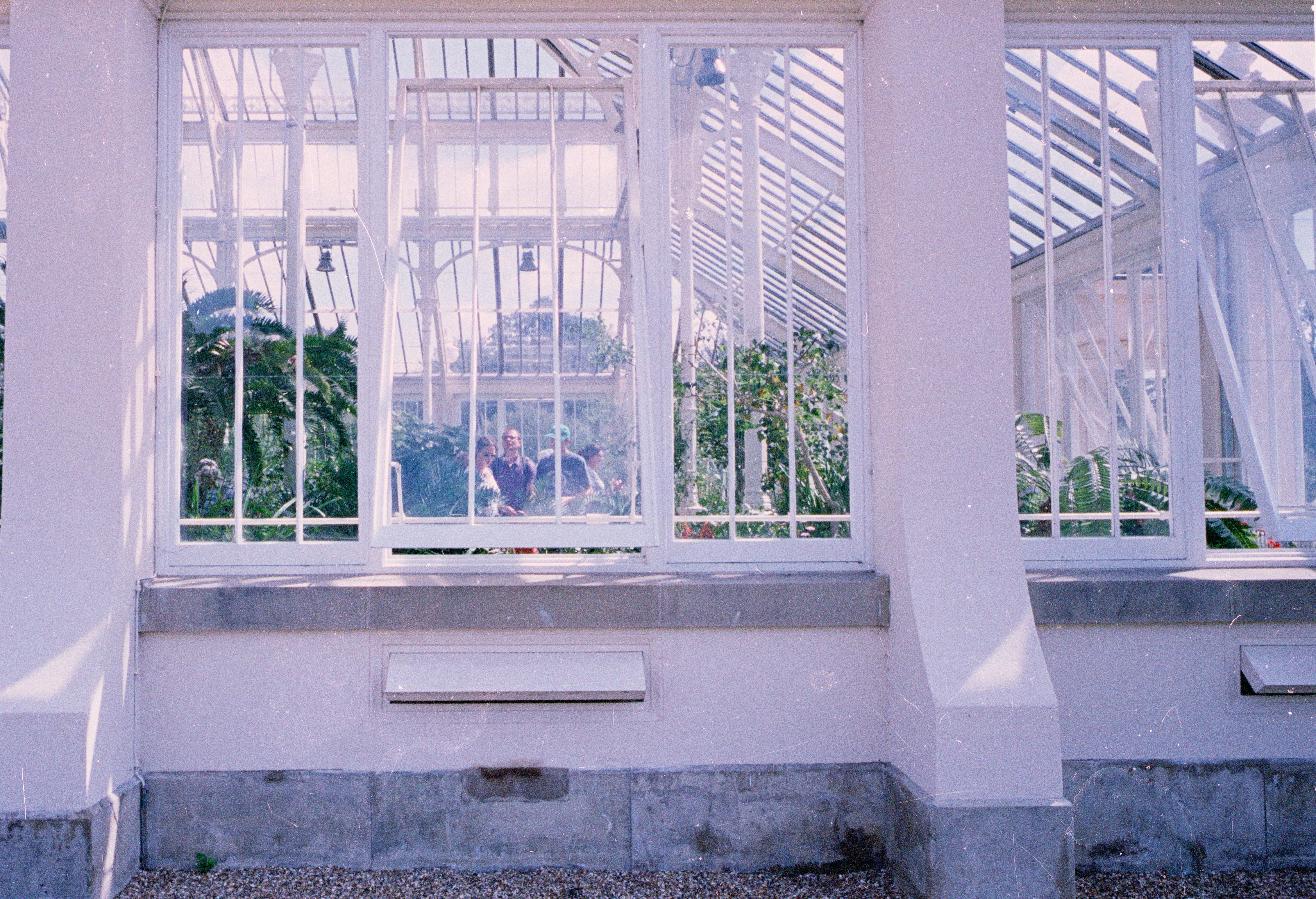 Greenhouse interior with white frames and plants.