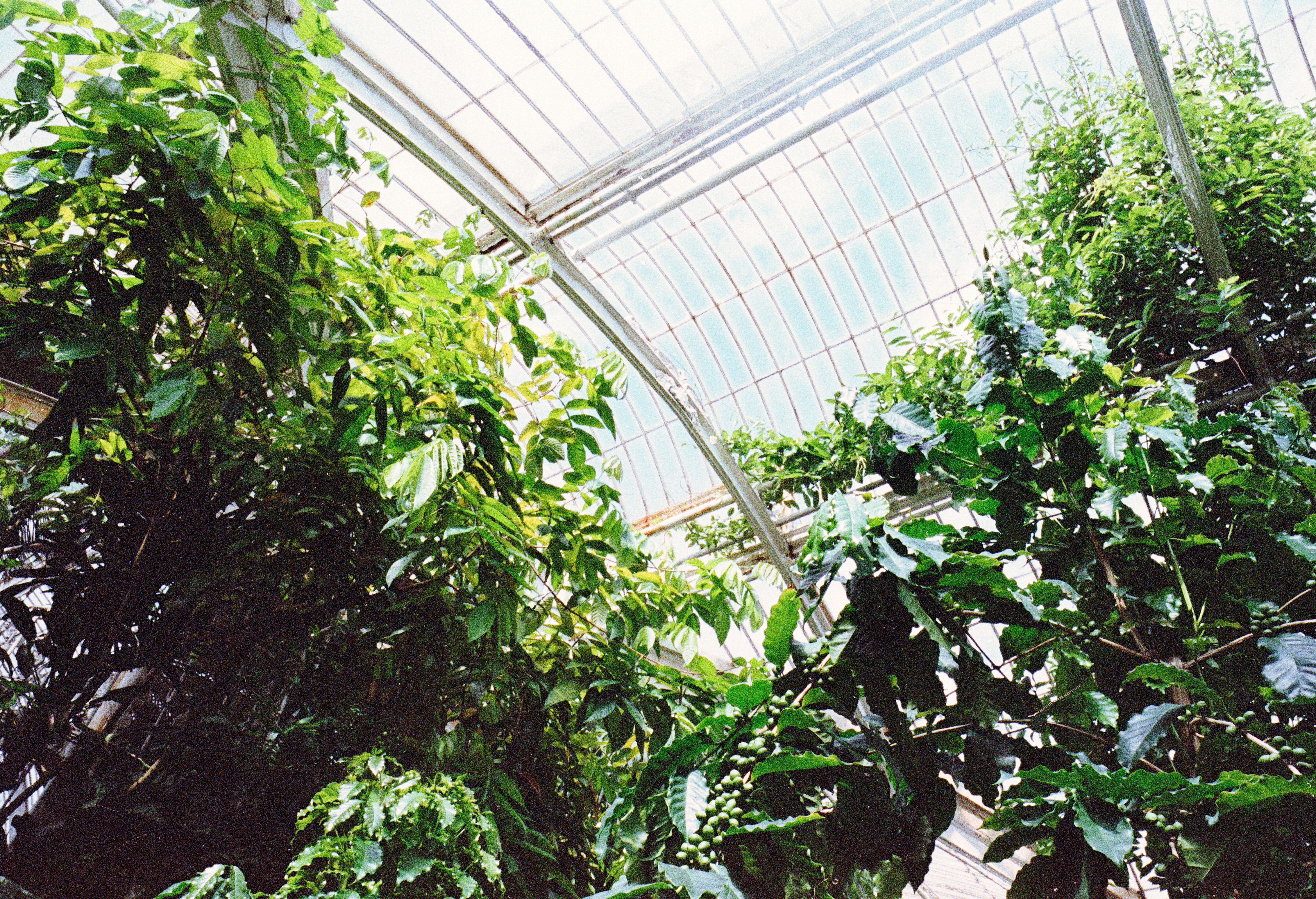Glass ceiling plants