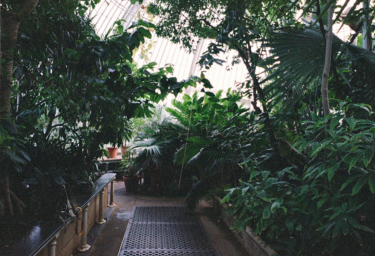 Elena & Diego — demo stock (lush botanical path)