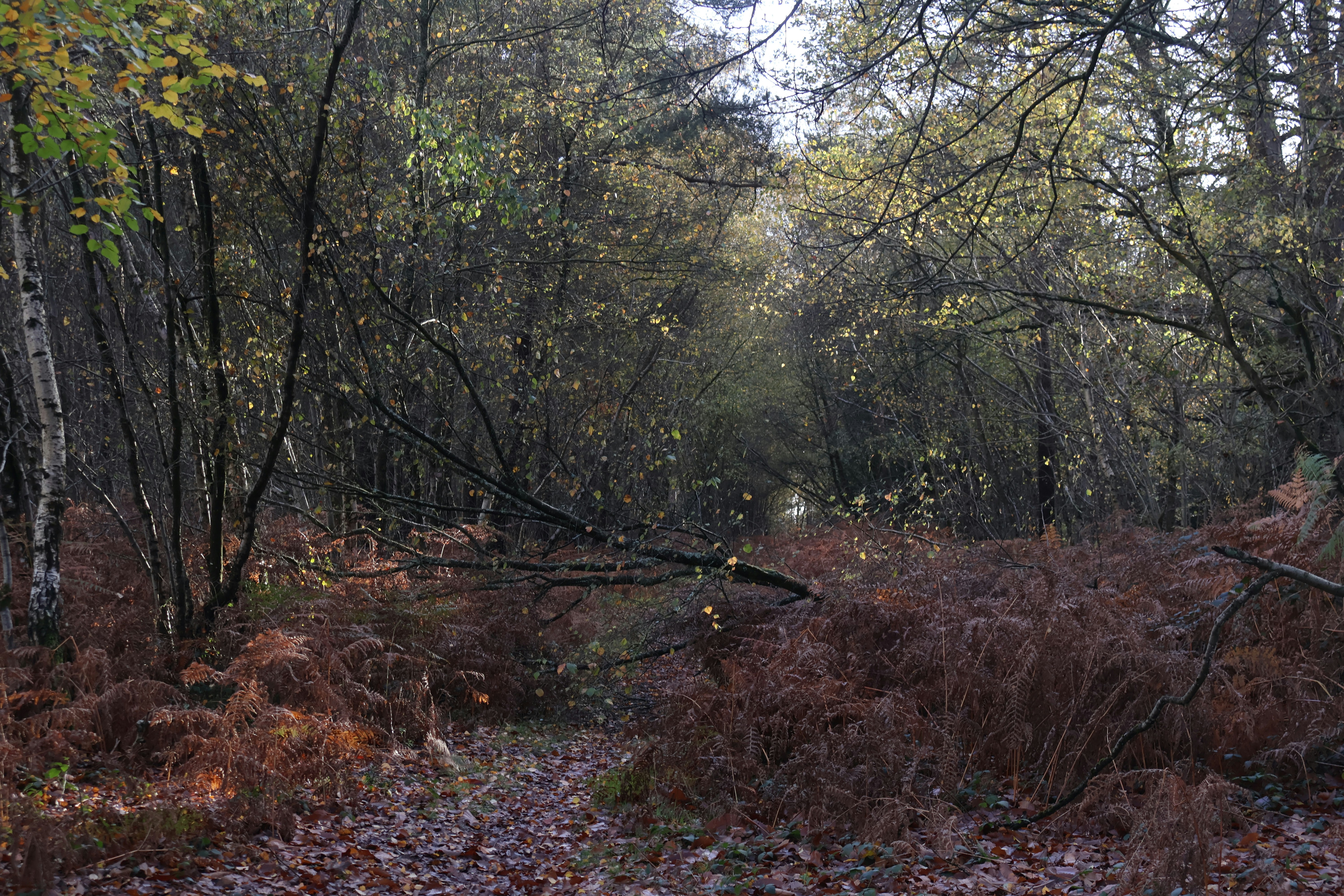 Photo by tanyabarrow