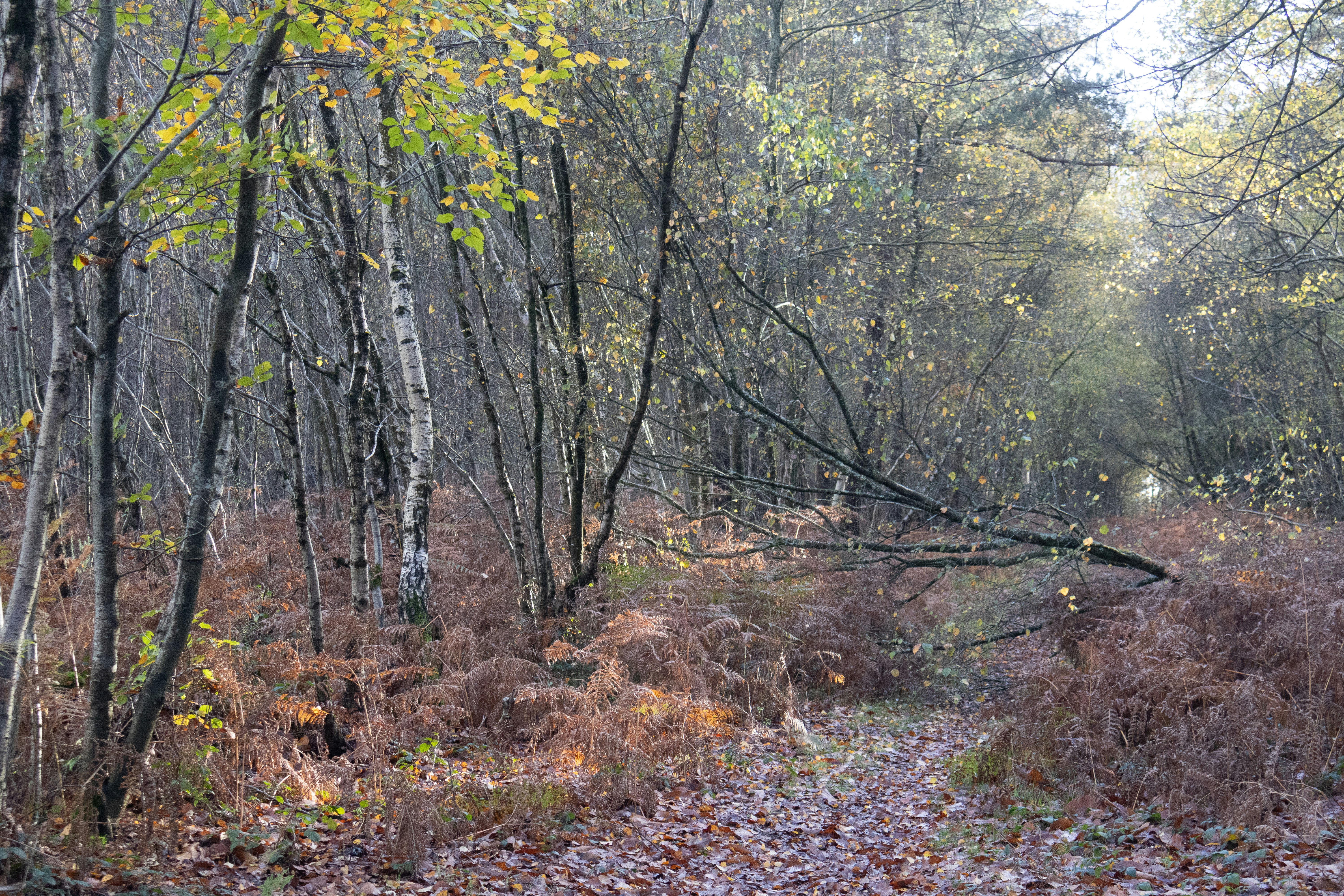 Photo by tanyabarrow