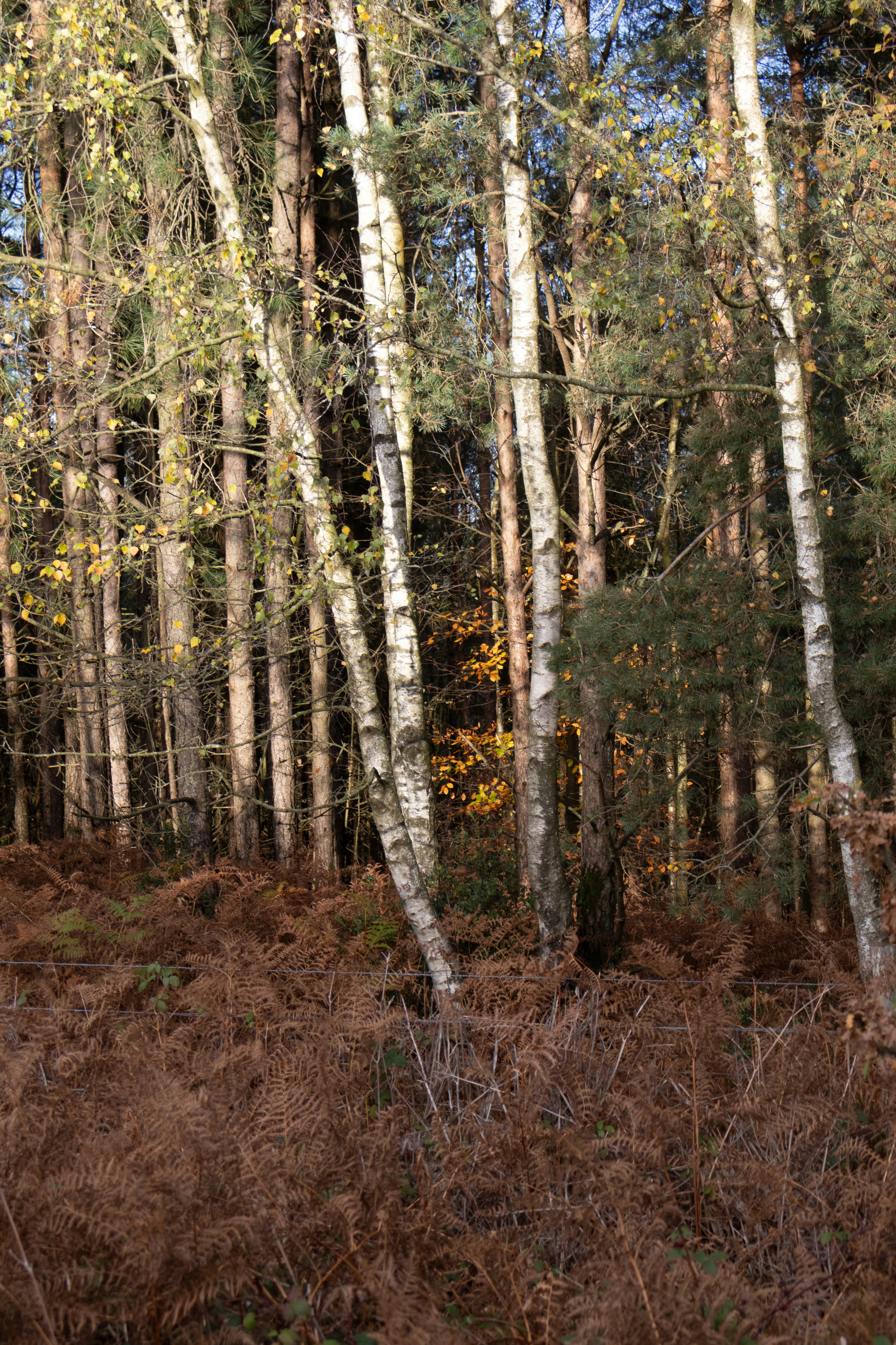 Photo by tanyabarrow