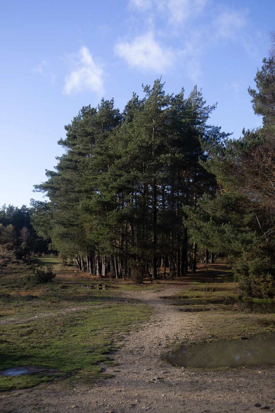 Dirt path through a pine forest