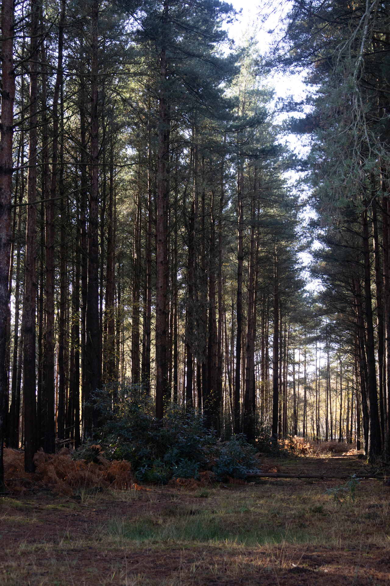 Representative pine-forest trail; not Tuxachanie Trail
