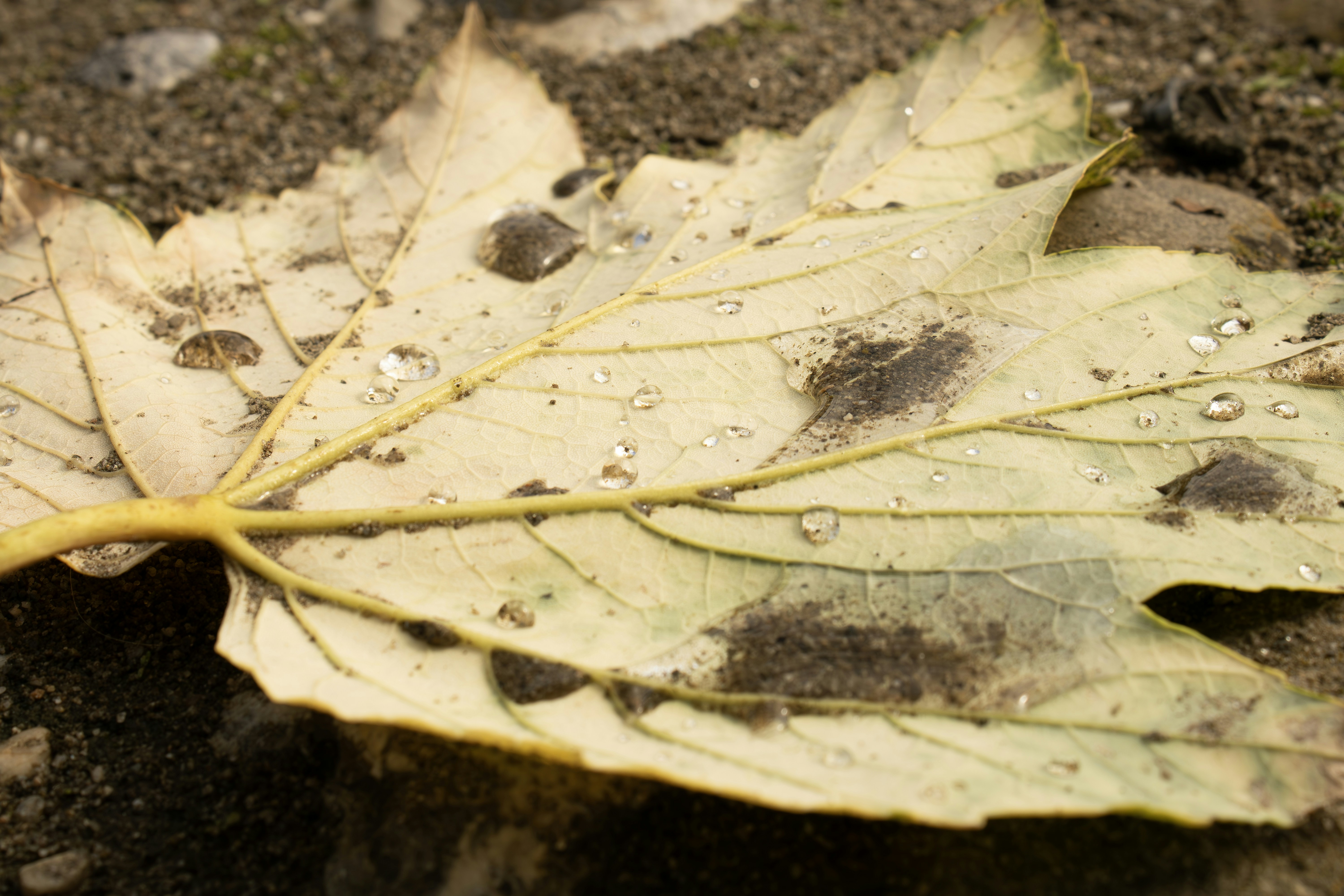 A close-up of a fallen, yellow leaf with water droplets.