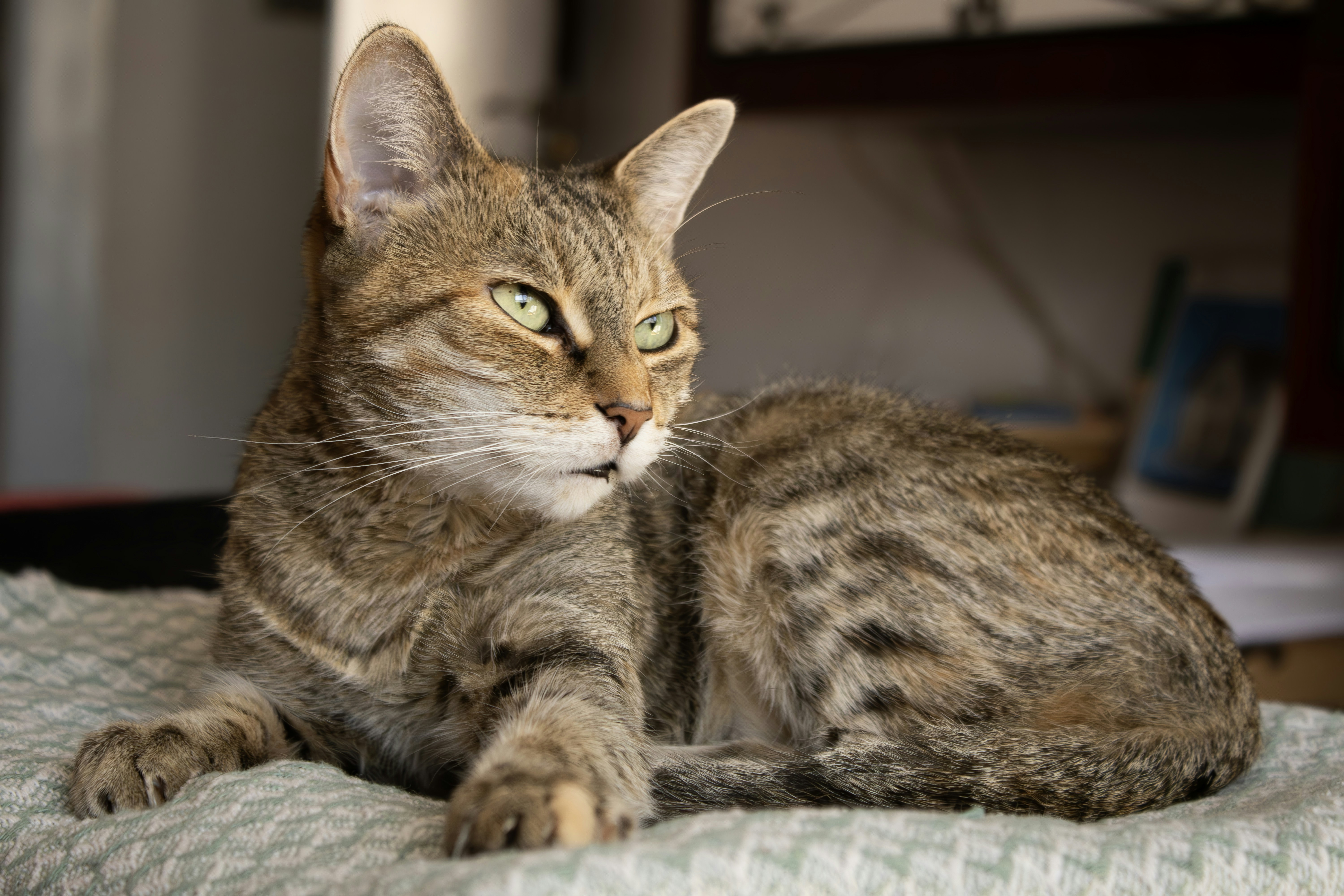 A tabby cat rests on a patterned blanket.