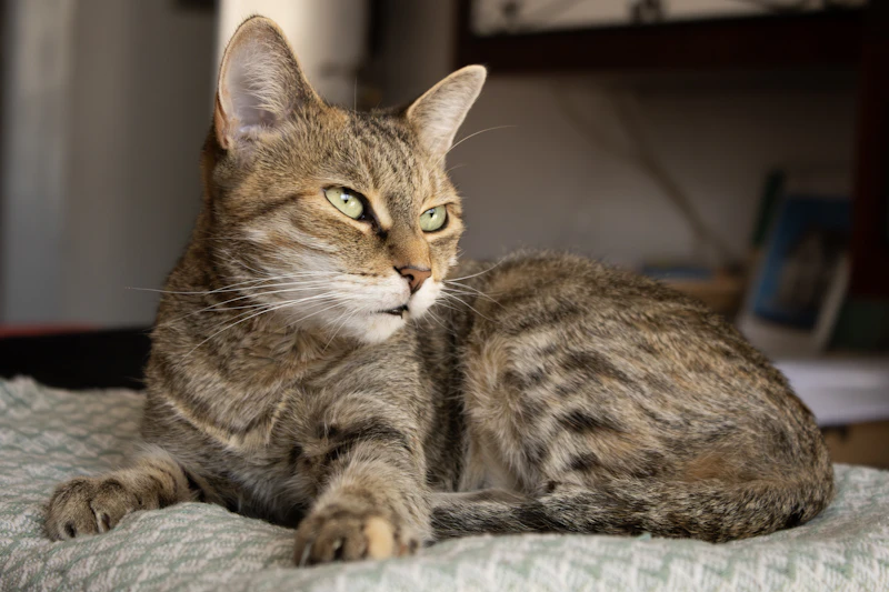 Whiskers the Tabby Cat