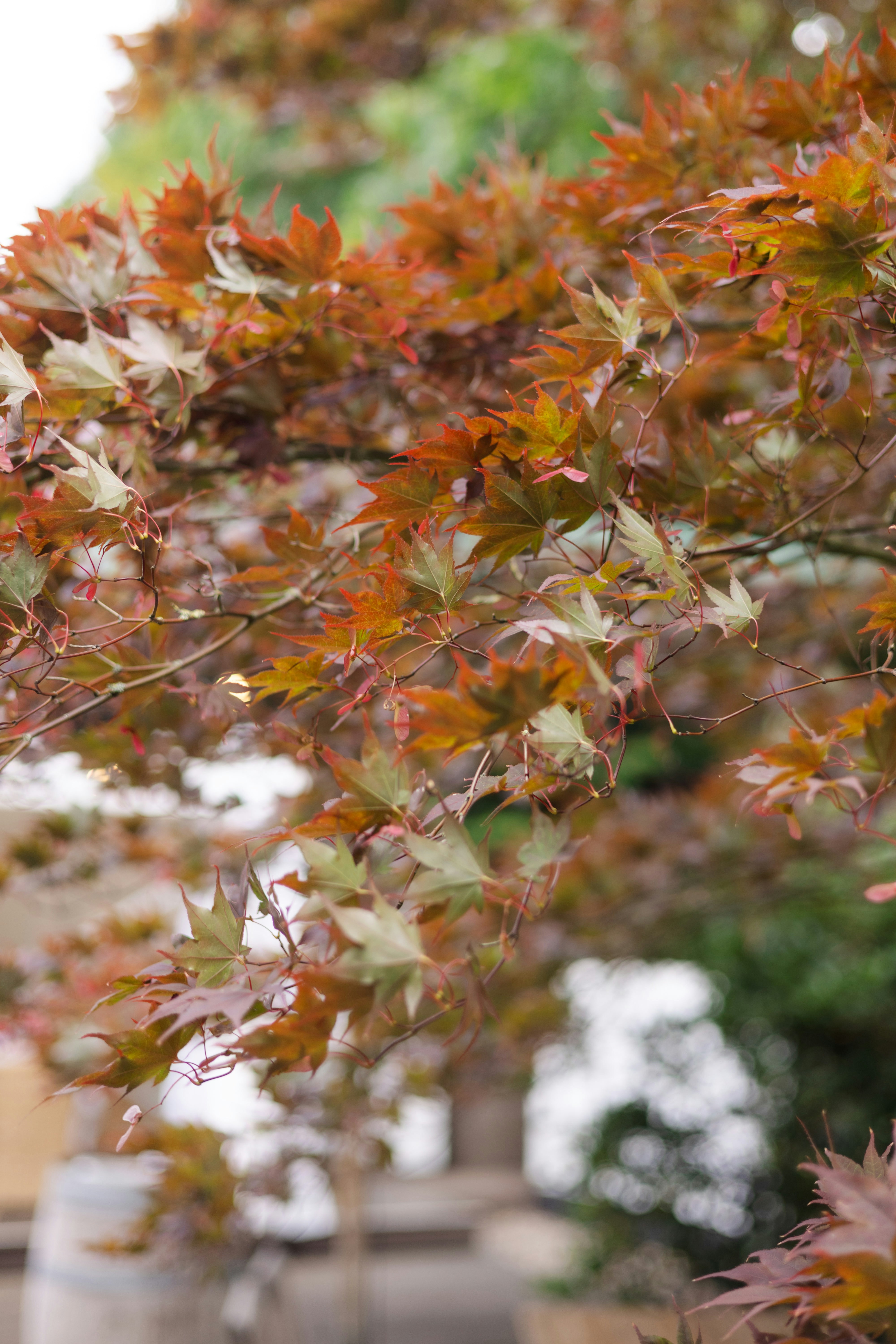 Autumn leaves on a tree branch