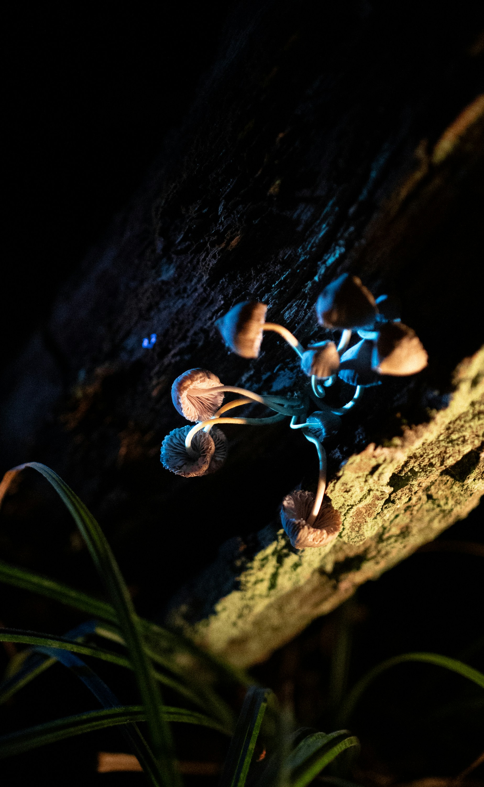 Small mushrooms glow with blue light on a dark log.