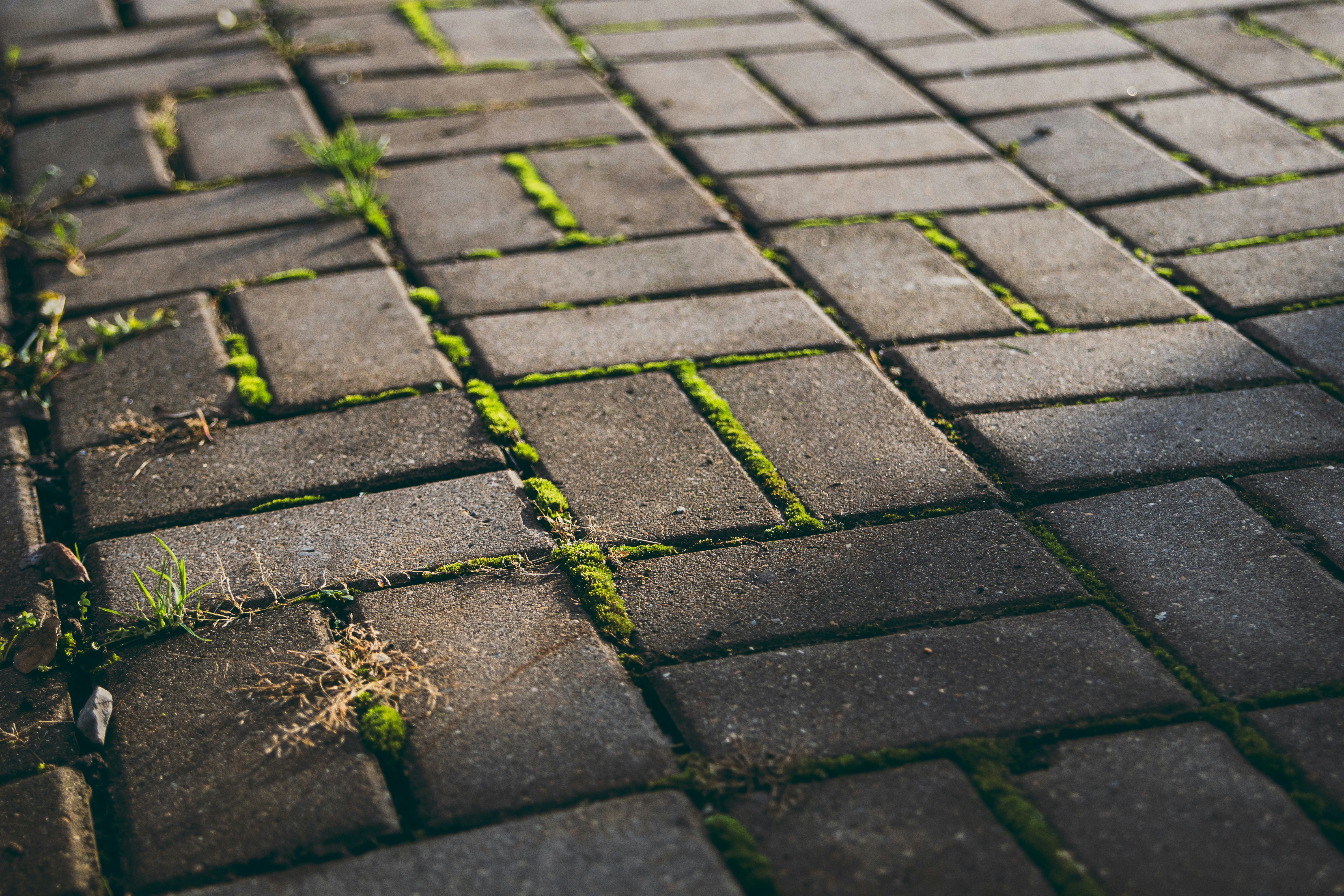 Gray brick pathway with green moss growing between bricks.
