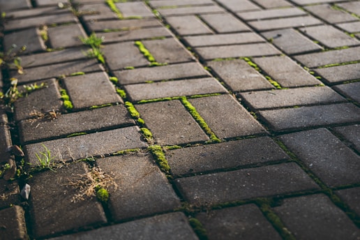 Gray brick pathway with green moss growing between bricks.