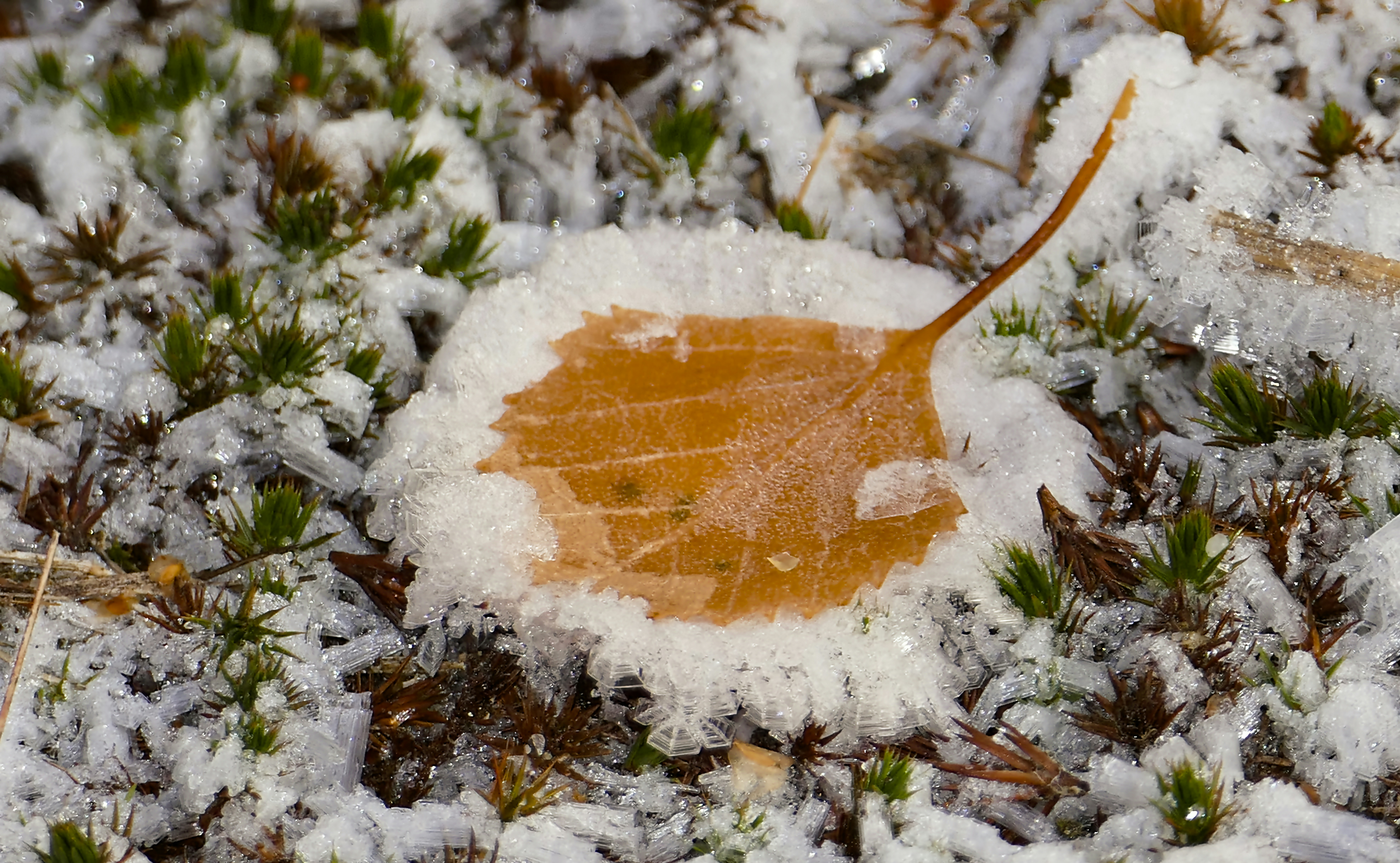 Ein einzelnes orangefarbenes Blatt, bedeckt mit Frost