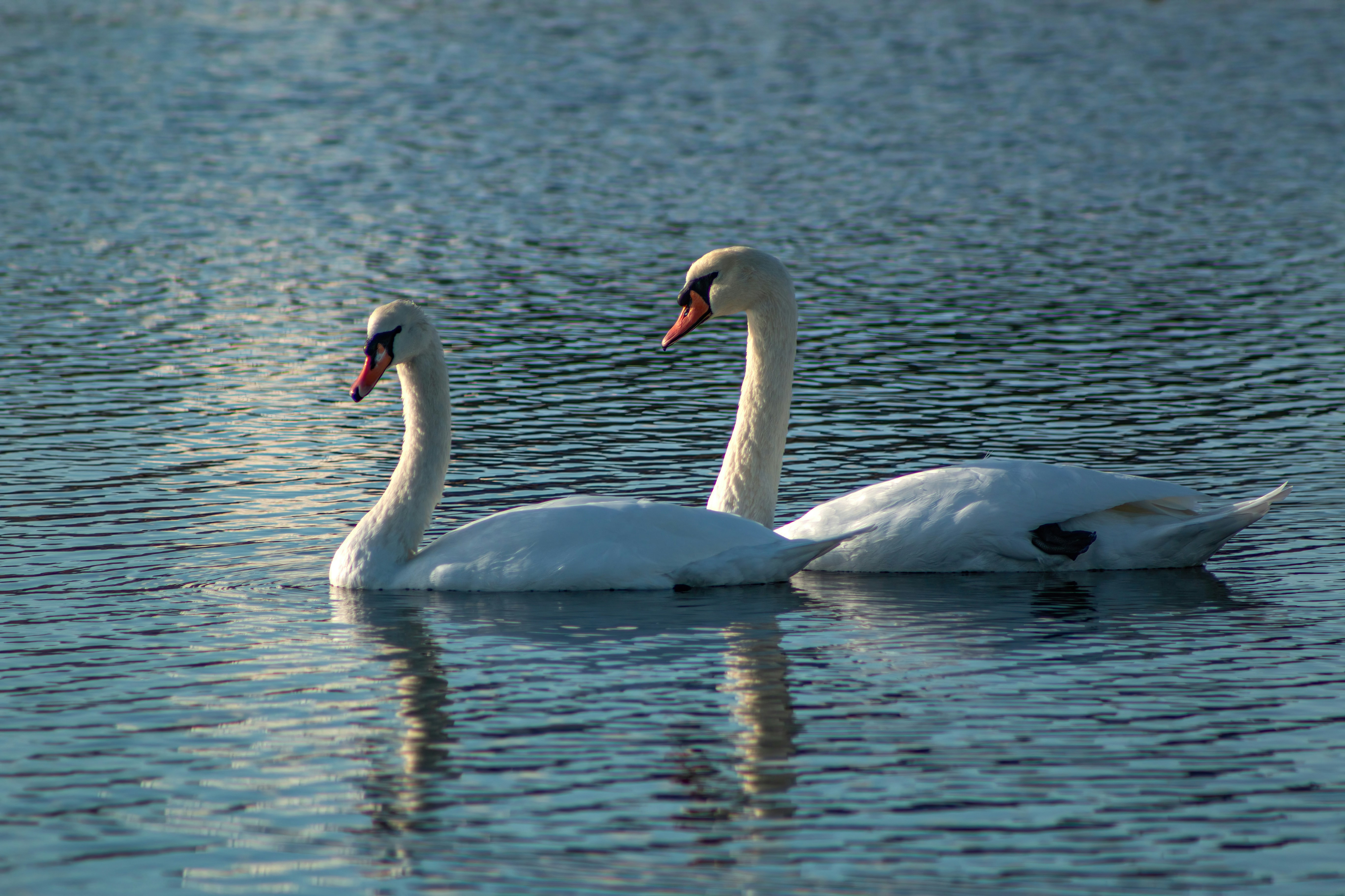 Photo by stepan_konev