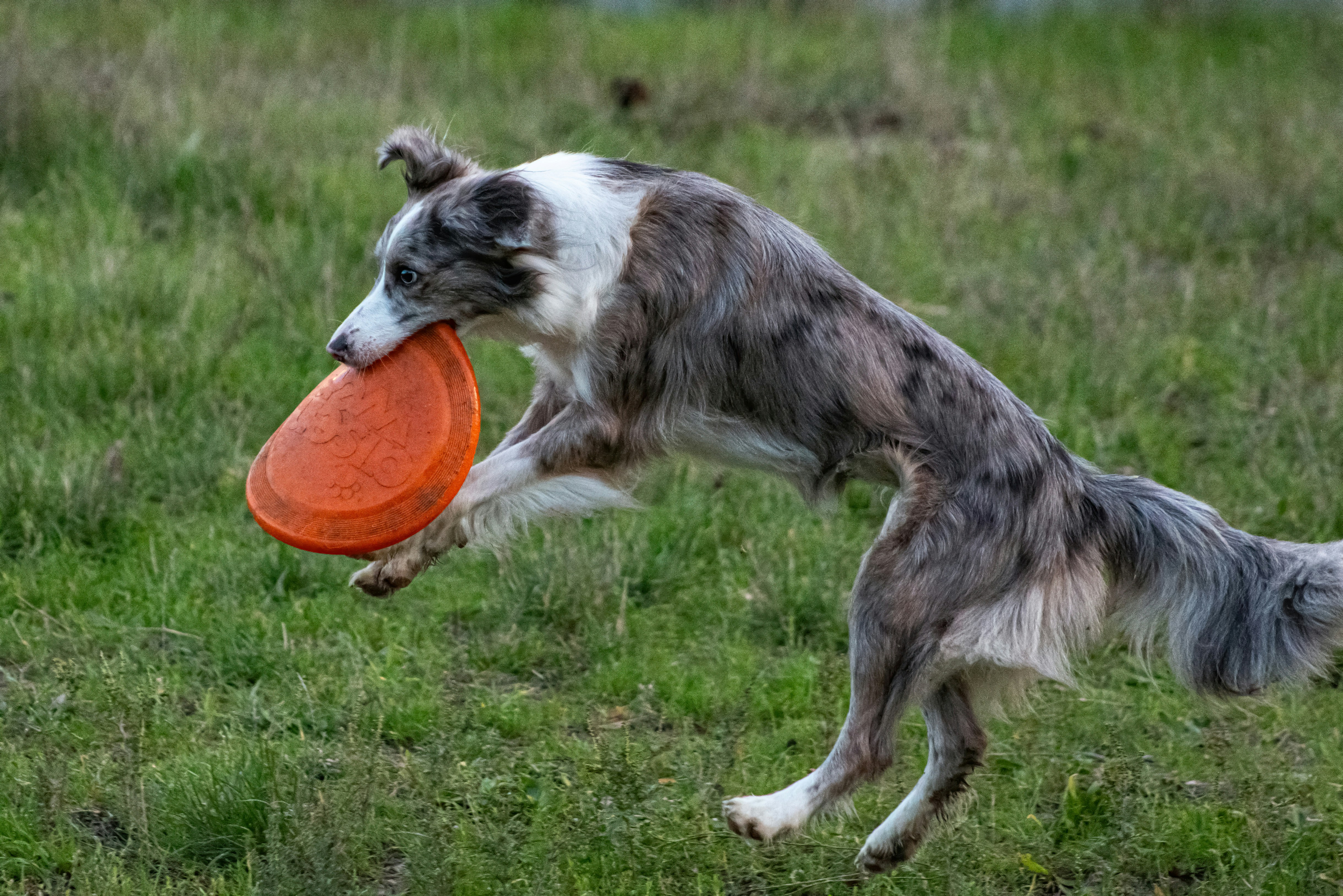 Un chien attrape un frisbee orange en plein vol.