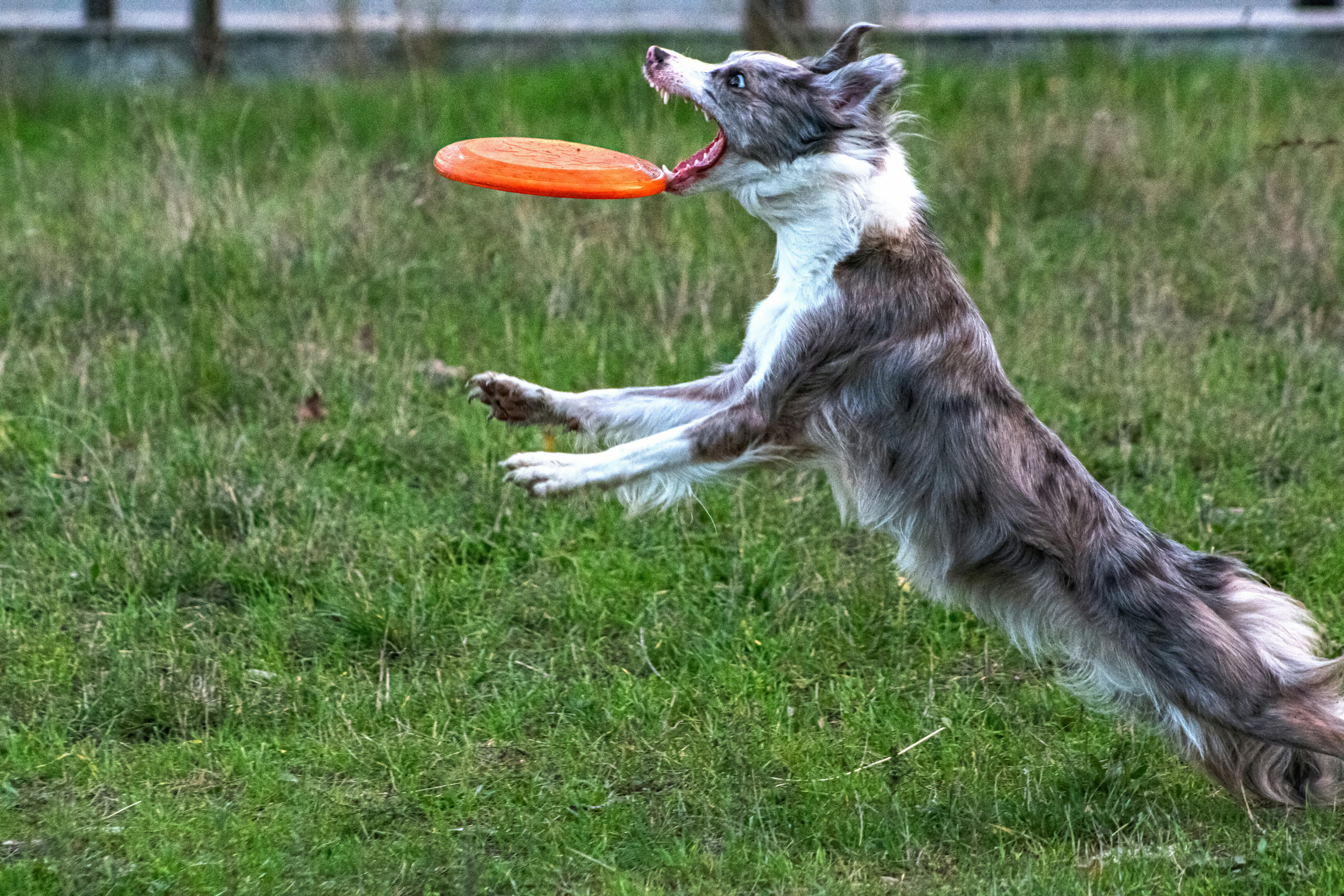 A dog leaping to catch an orange frisbee