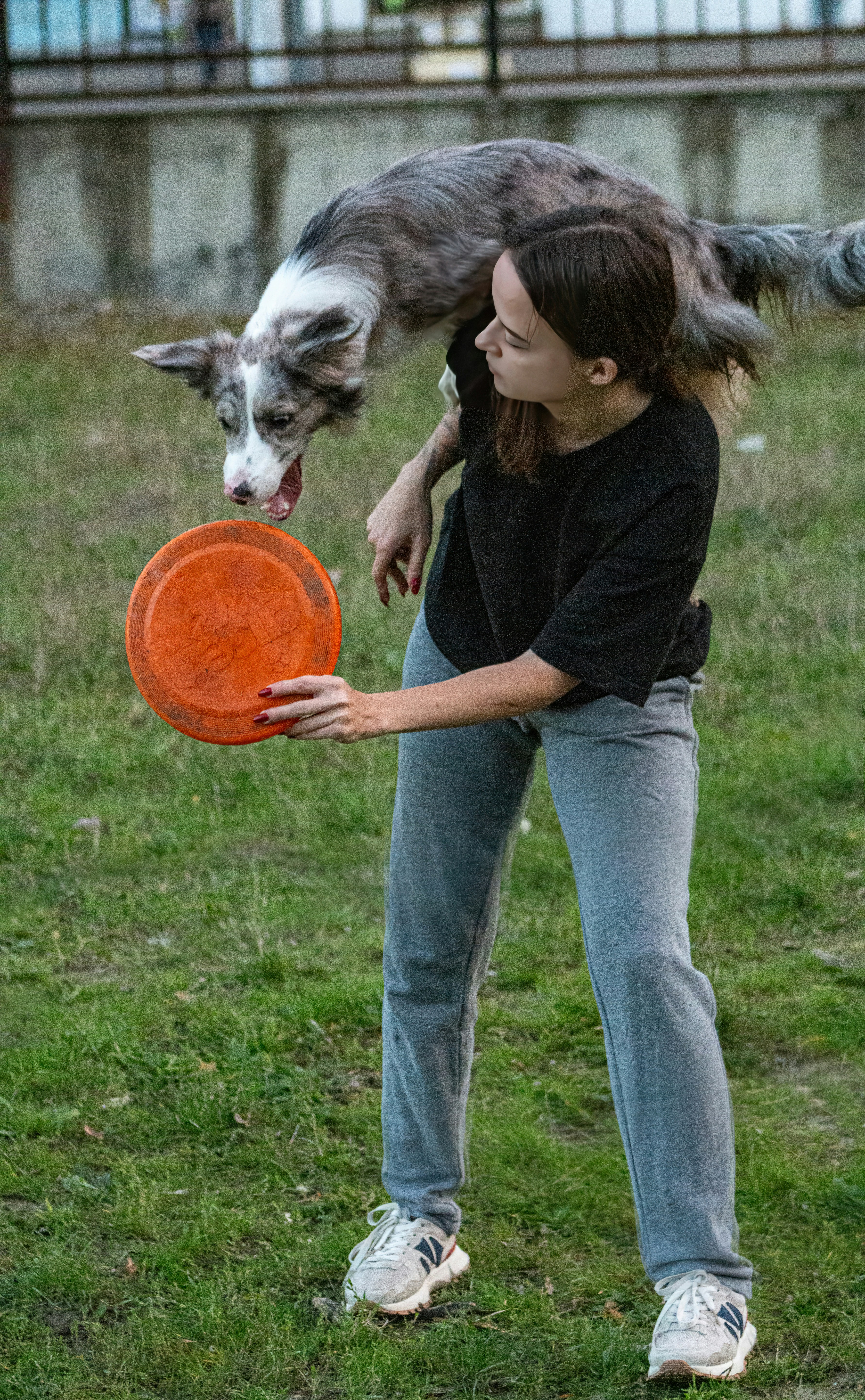 automatic dog feeder