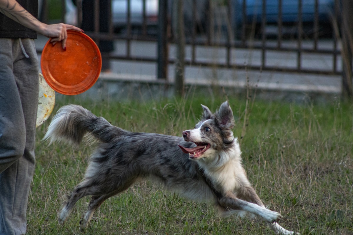 A well-trained dog sitting calmly outdoors