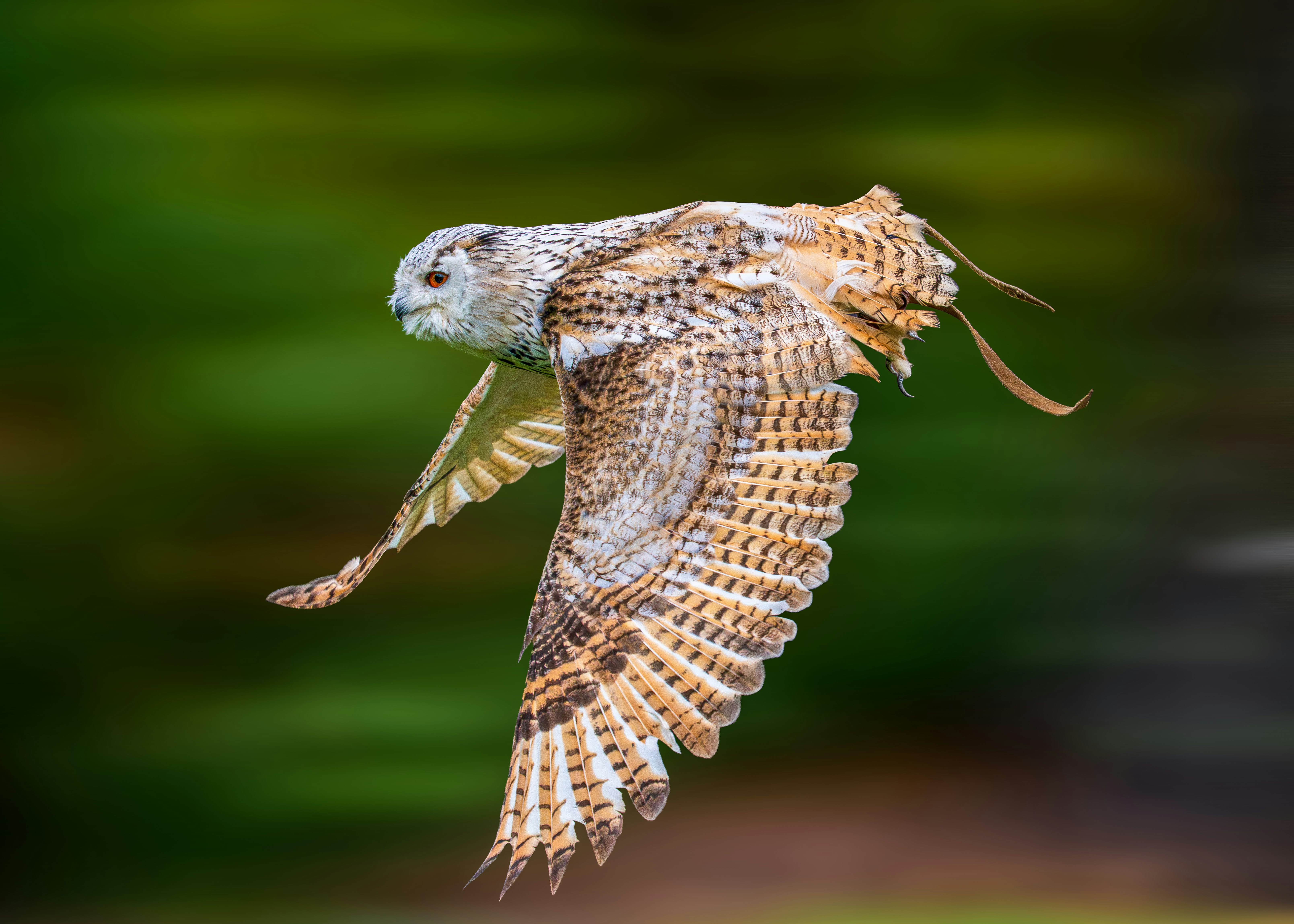 A barn owl in flight against a blurred background