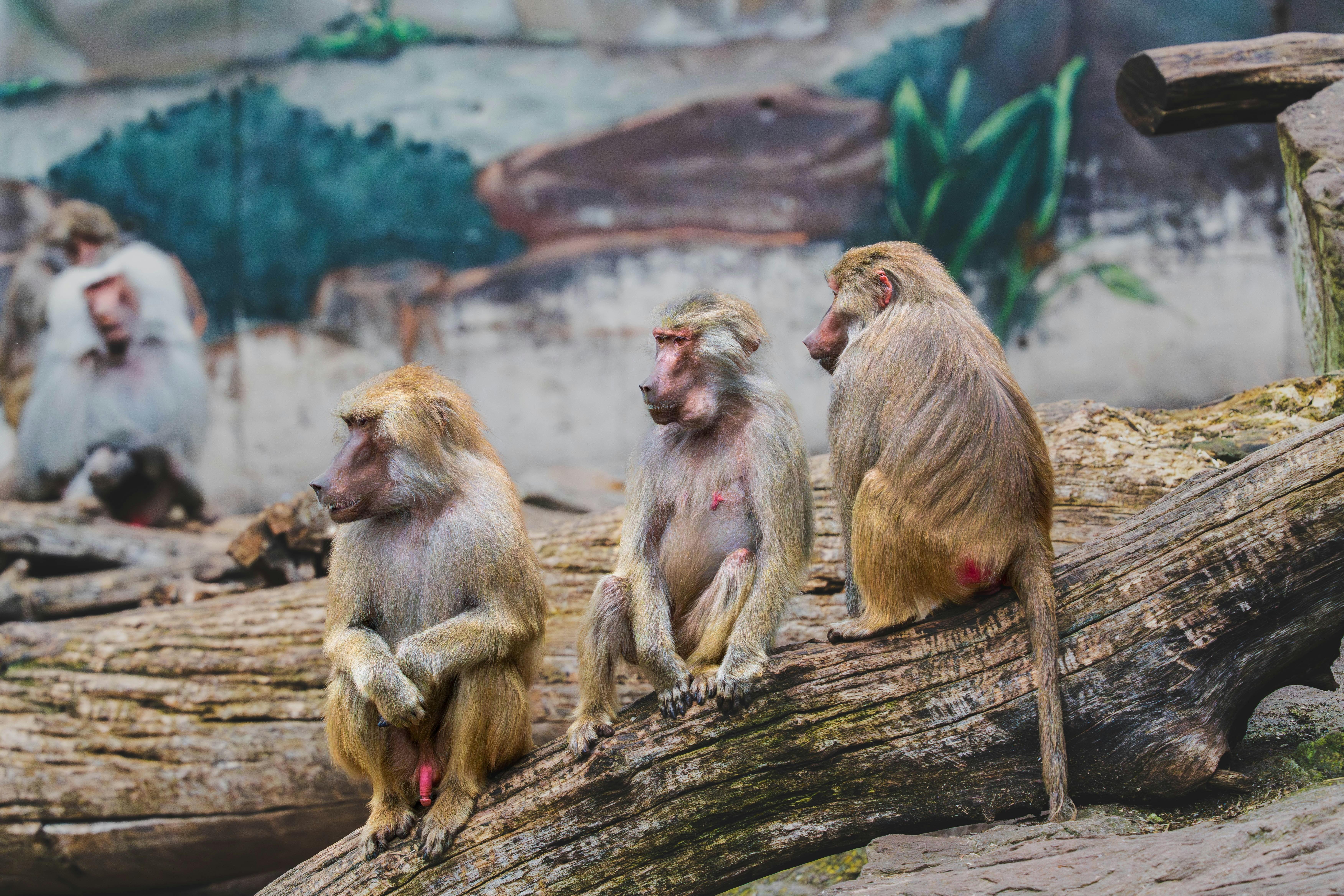 Several baboons sitting on a fallen log.