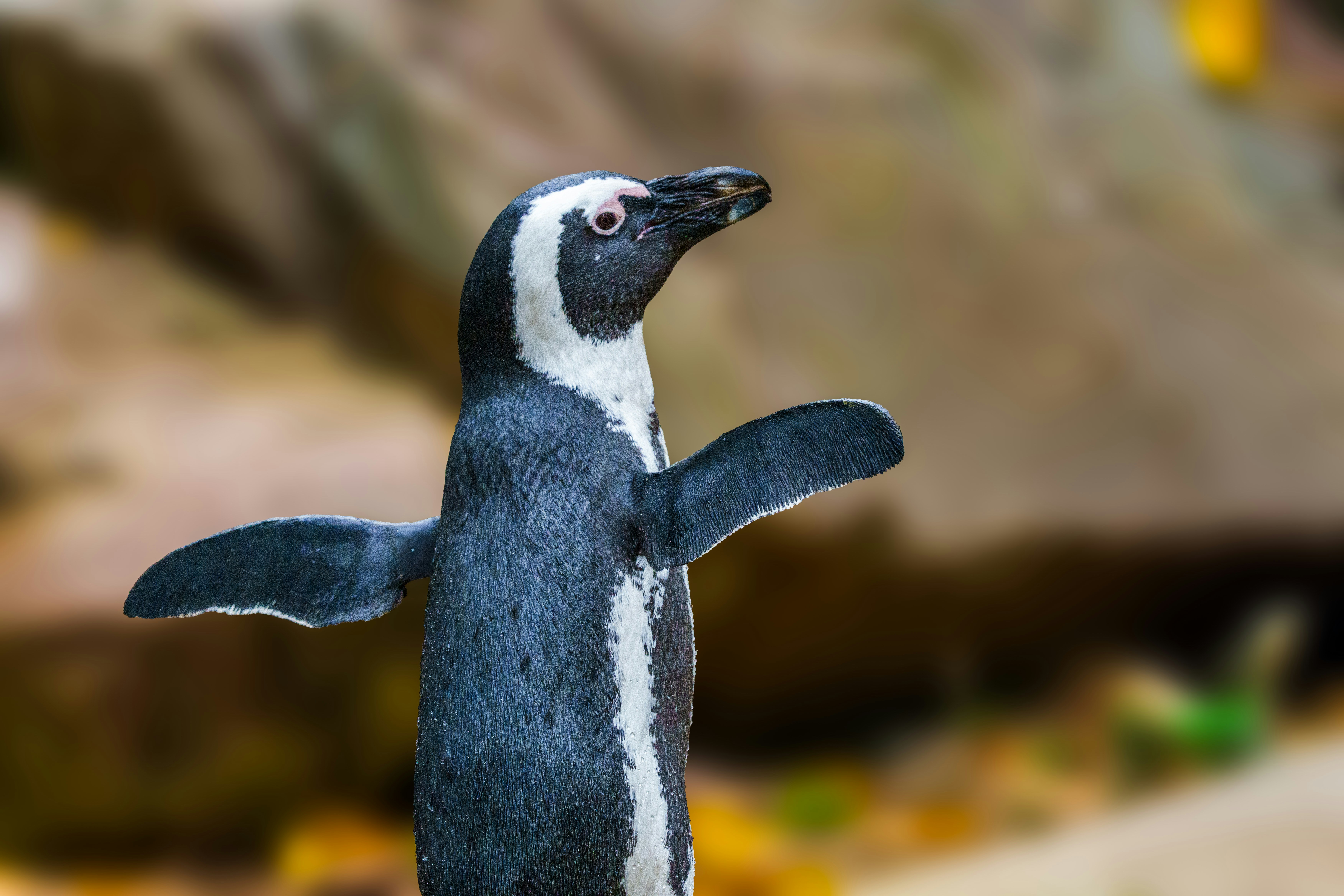 A penguin with its wings spread stands upright.