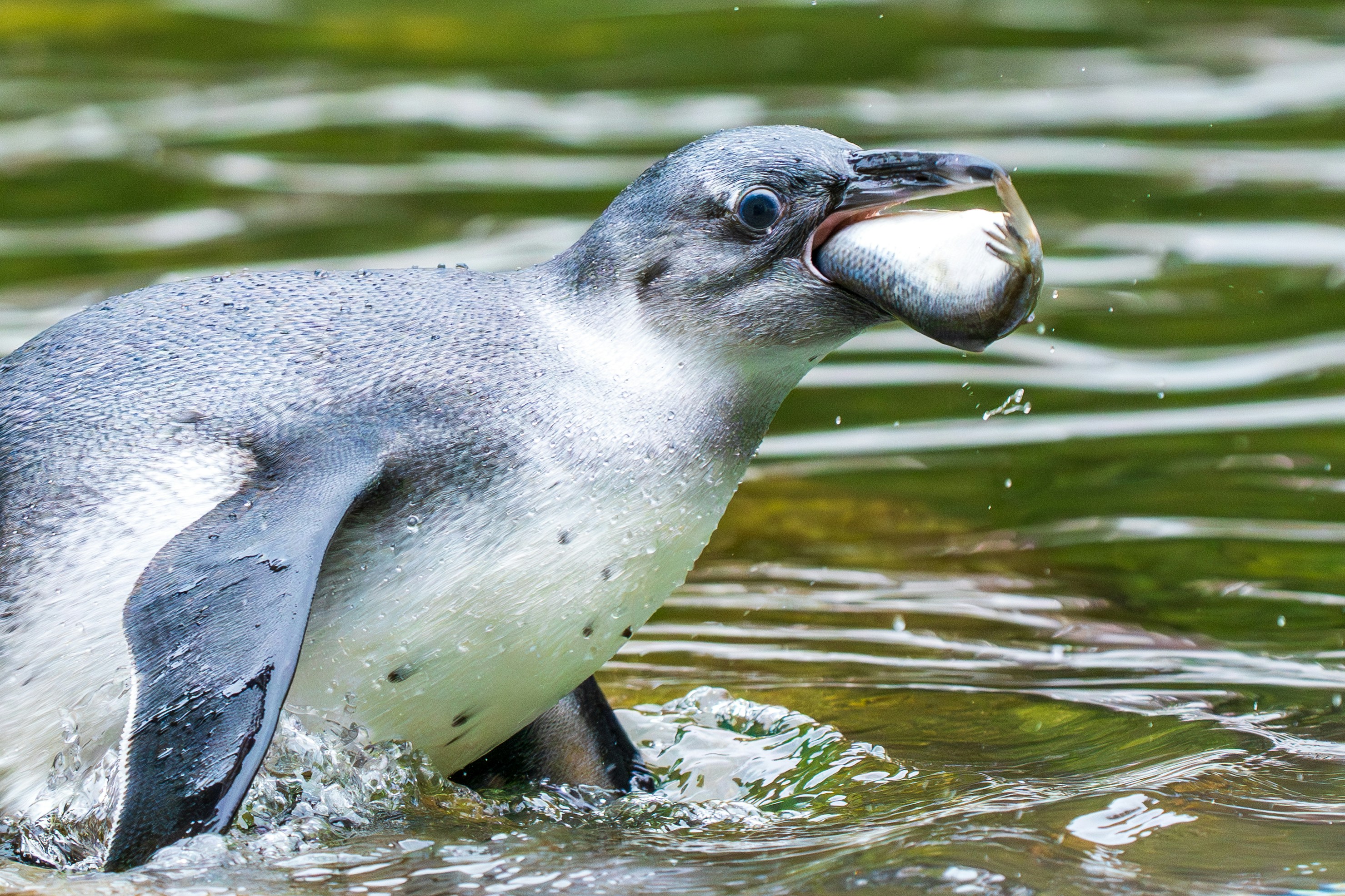 Penguin emerging from water with fish in beak