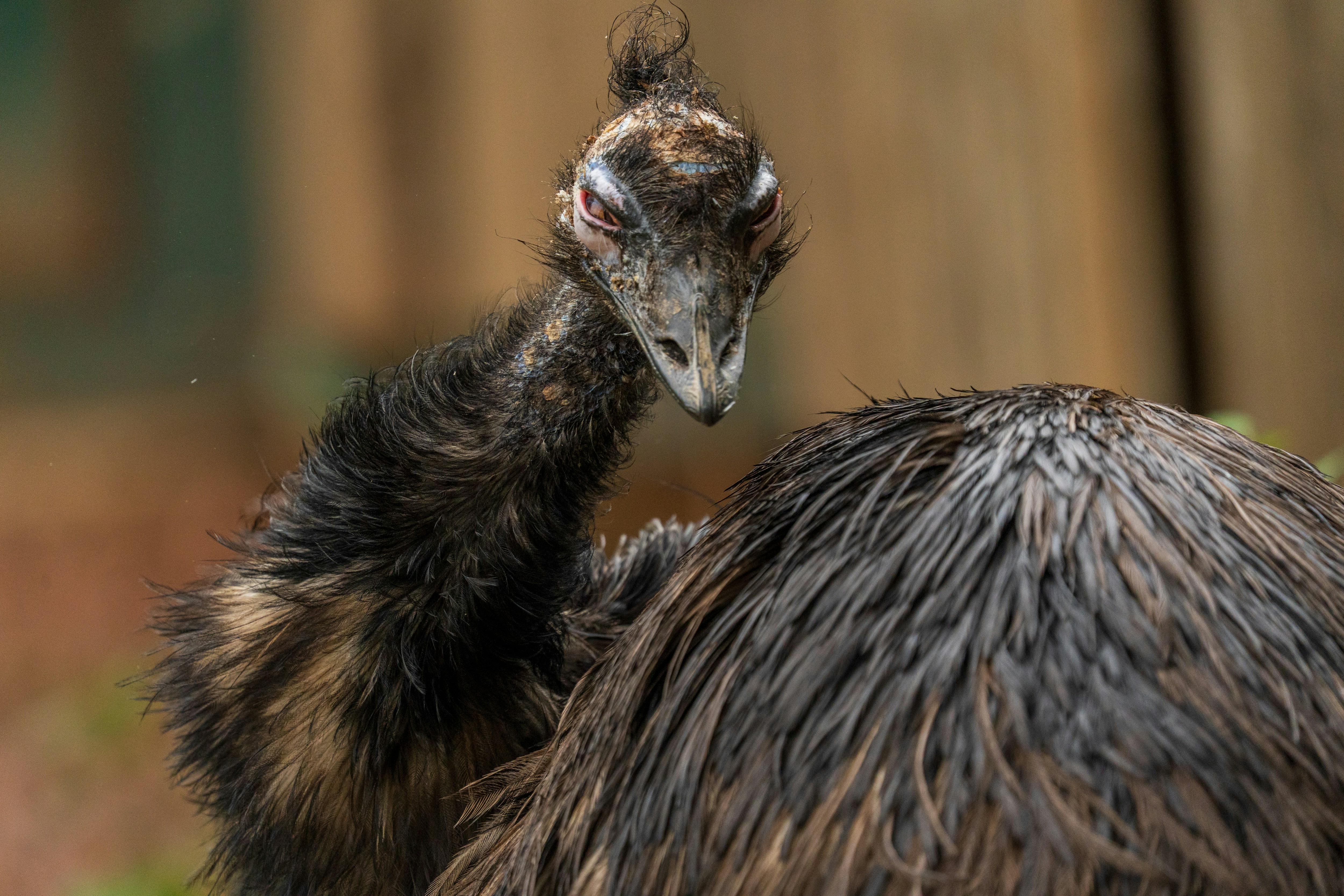 A young emu chick peeks over its parent's back.
