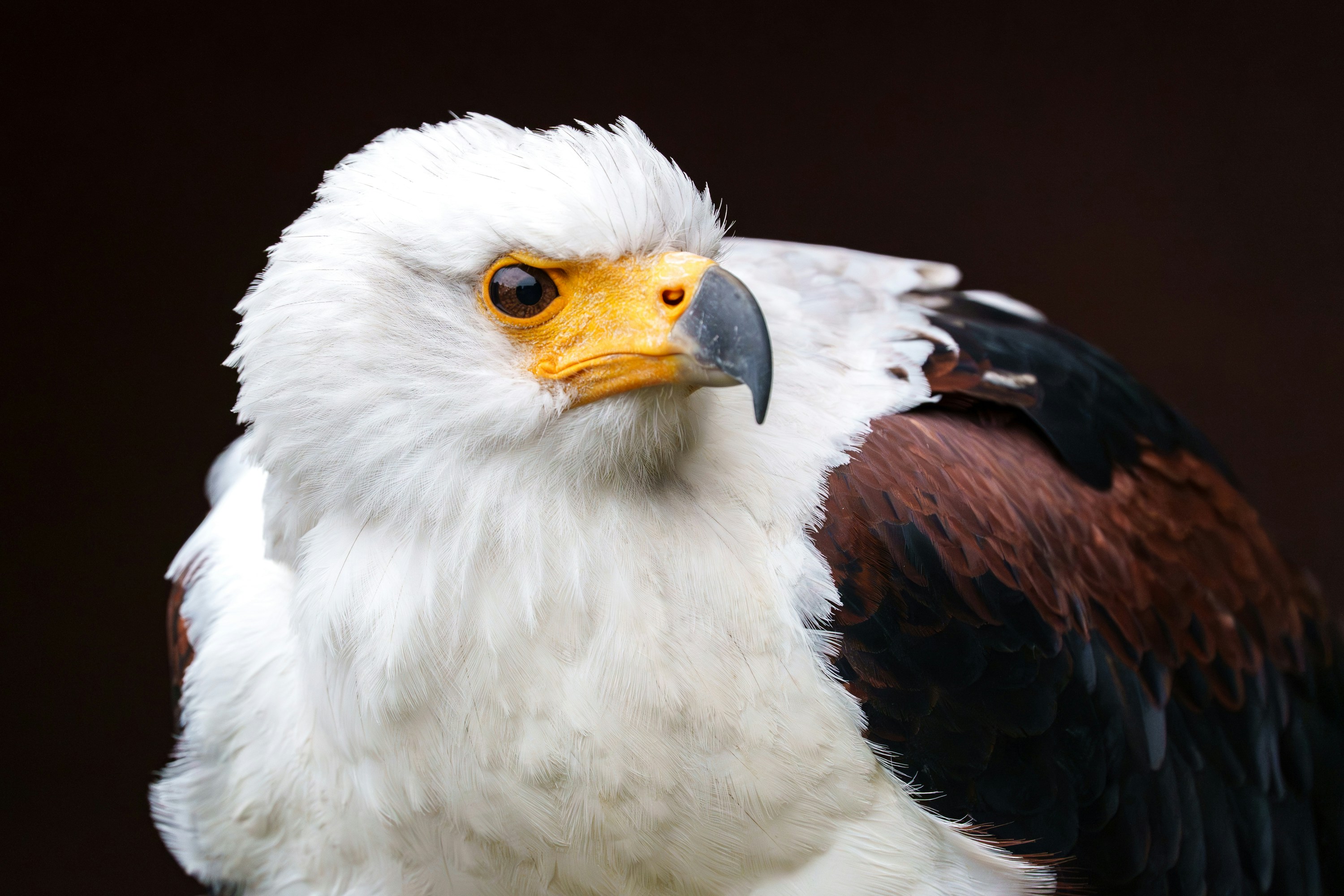 Close up of an african fish eagle head