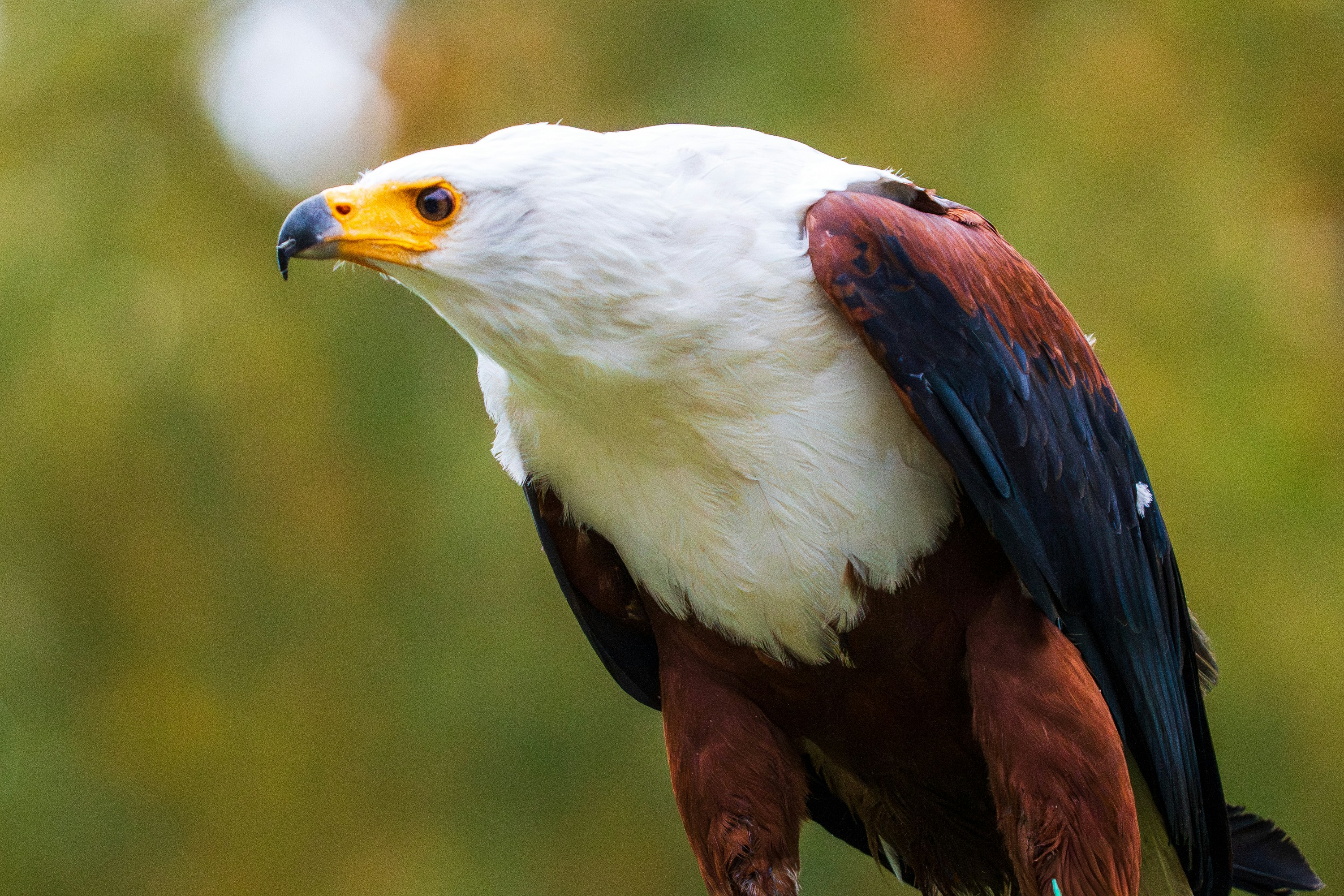 An african fish eagle with white, brown, and black plumage.
